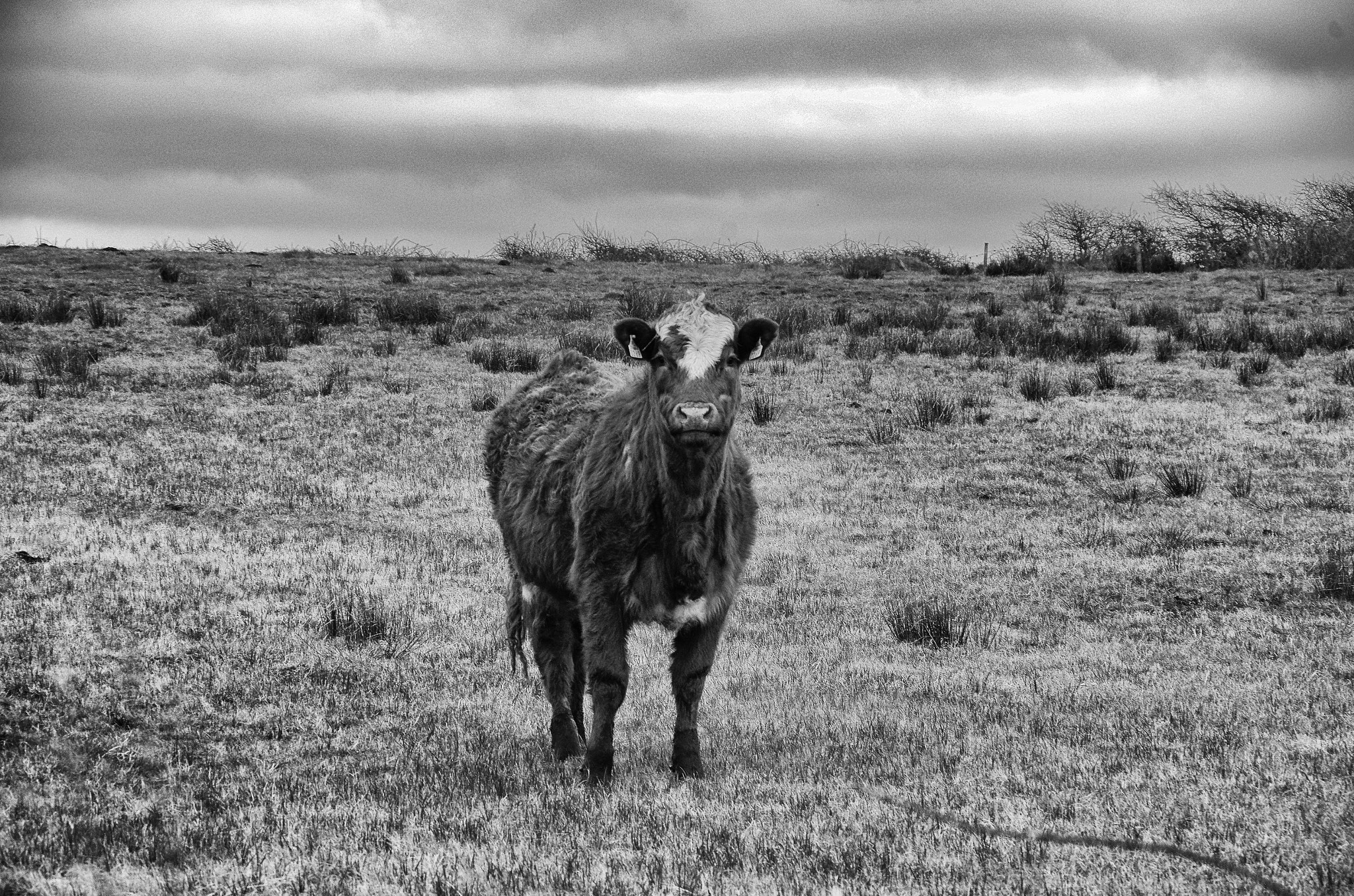 Pentax K-5 sample photo. Getting the stare photography
