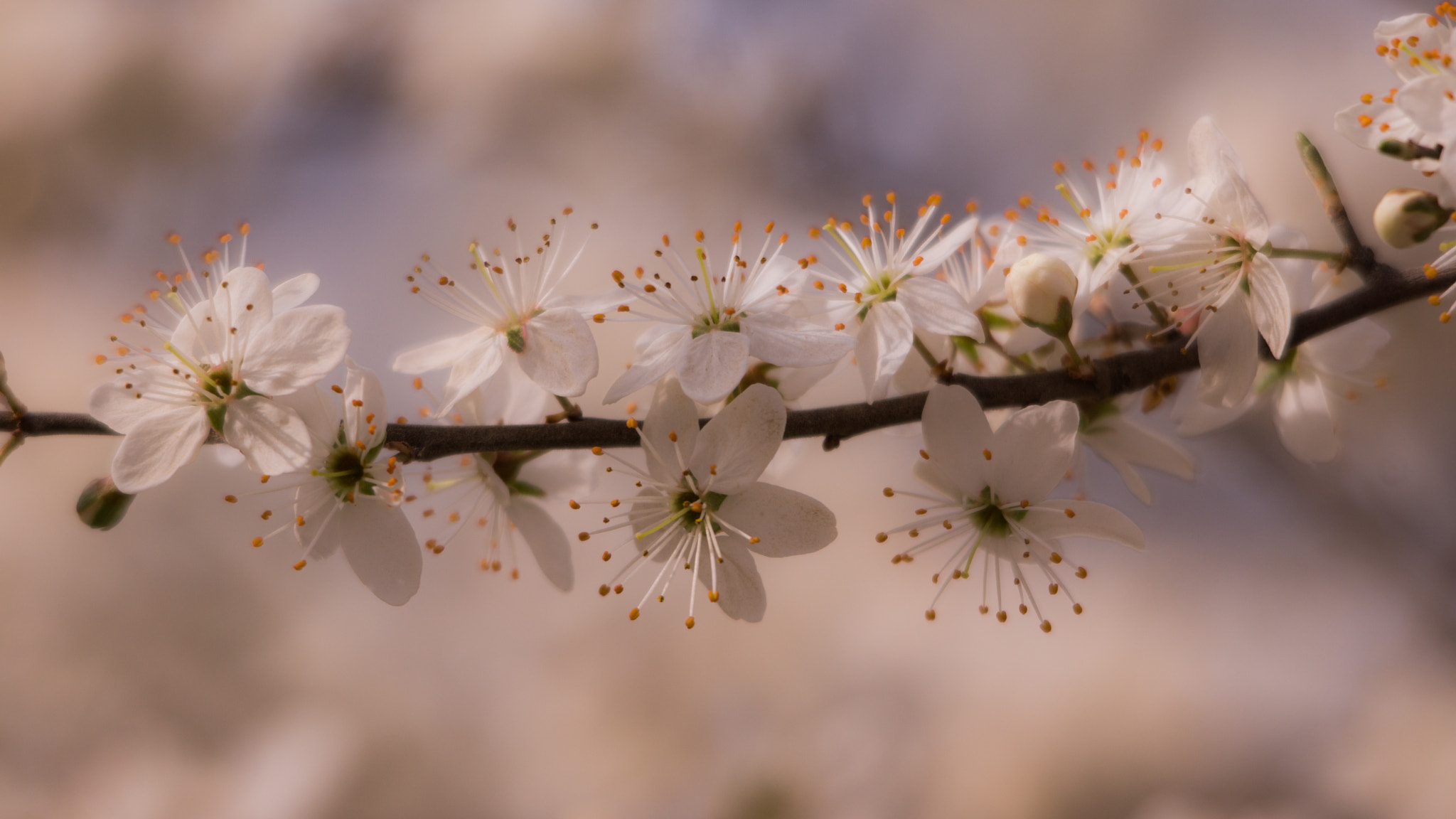 Sigma 50-500mm F4.5-6.3 DG OS HSM sample photo. Sakura ! photography