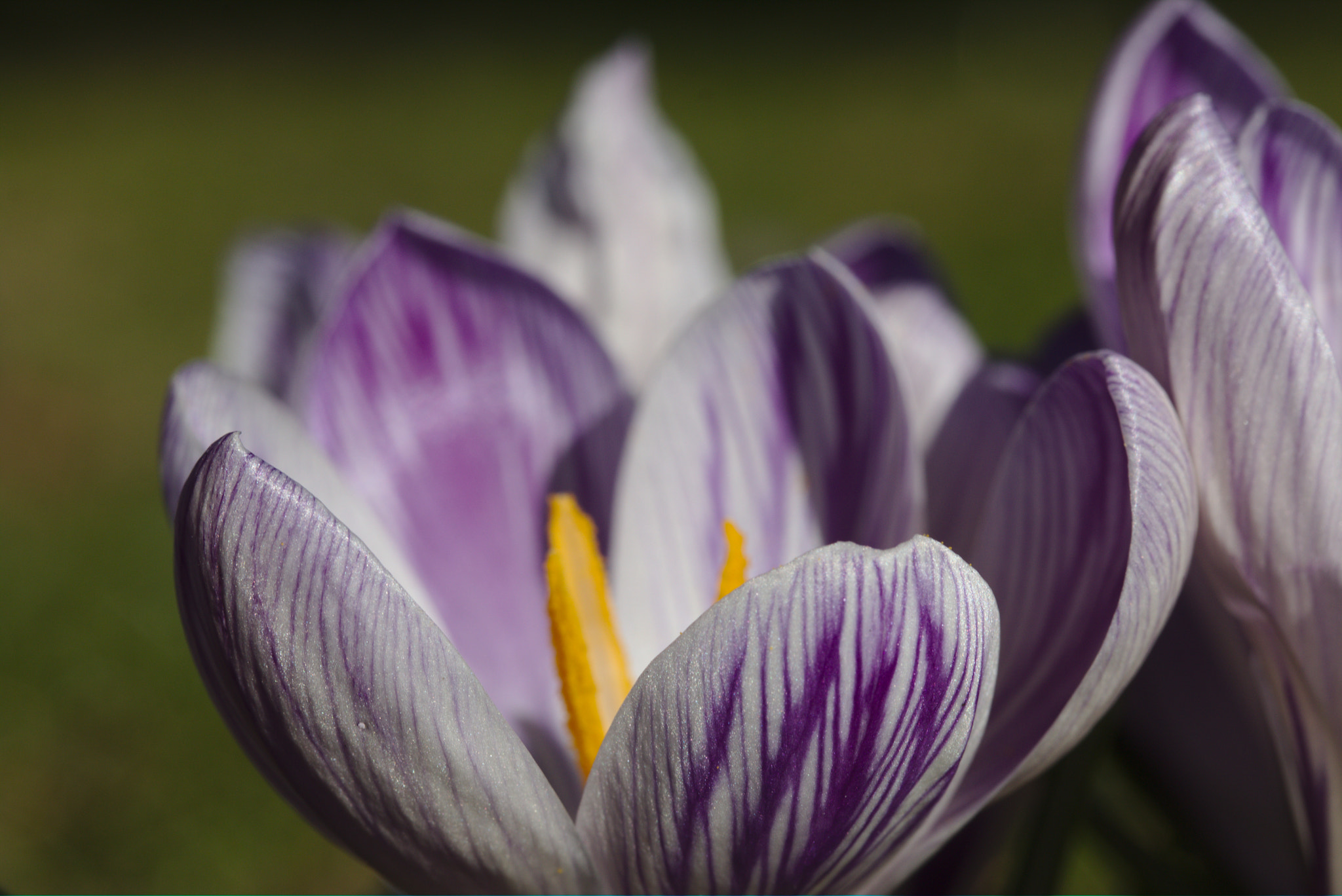 Canon EF-S 60mm F2.8 Macro USM sample photo. White and purple photography