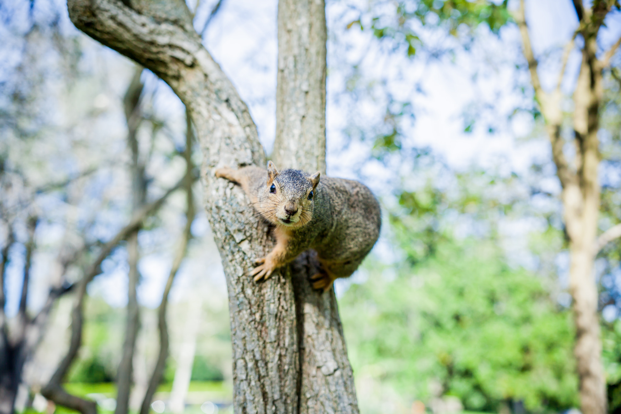 Canon EOS 5D Mark II + Sigma 18-35mm f/1.8 DC HSM sample photo. La squirrel photography