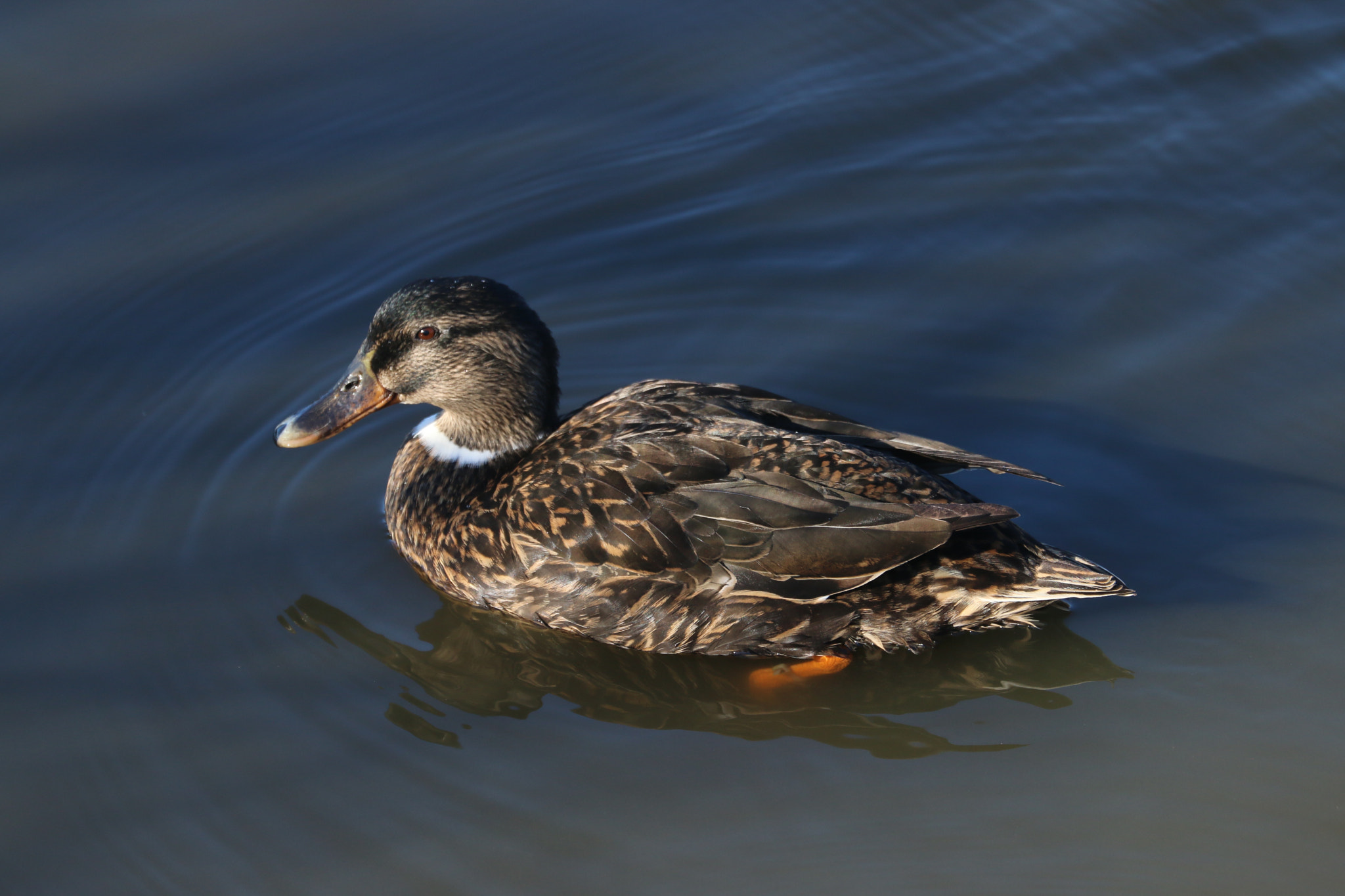 Canon EF 70-300mm F4-5.6L IS USM sample photo. Canard en zone protégée photography