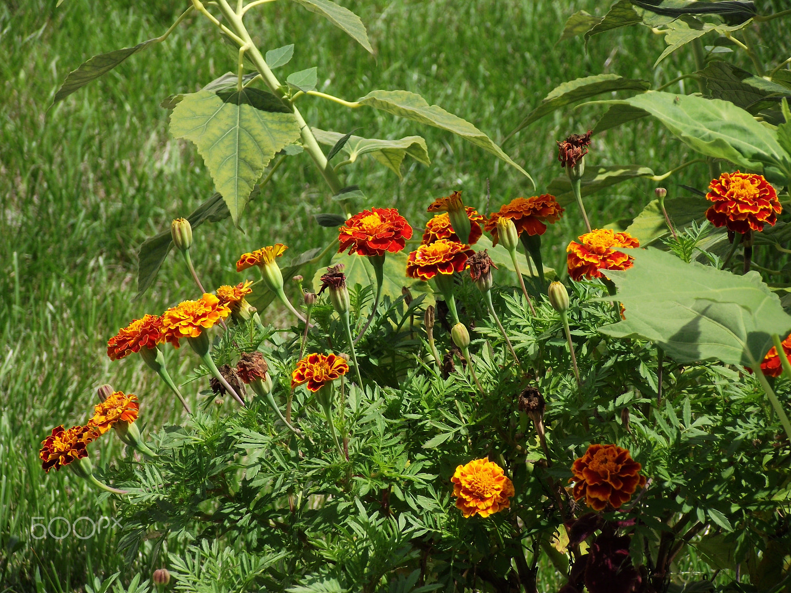 FujiFilm FinePix S1800 (FinePix S1880) sample photo. Marigolds in the summer sun photography