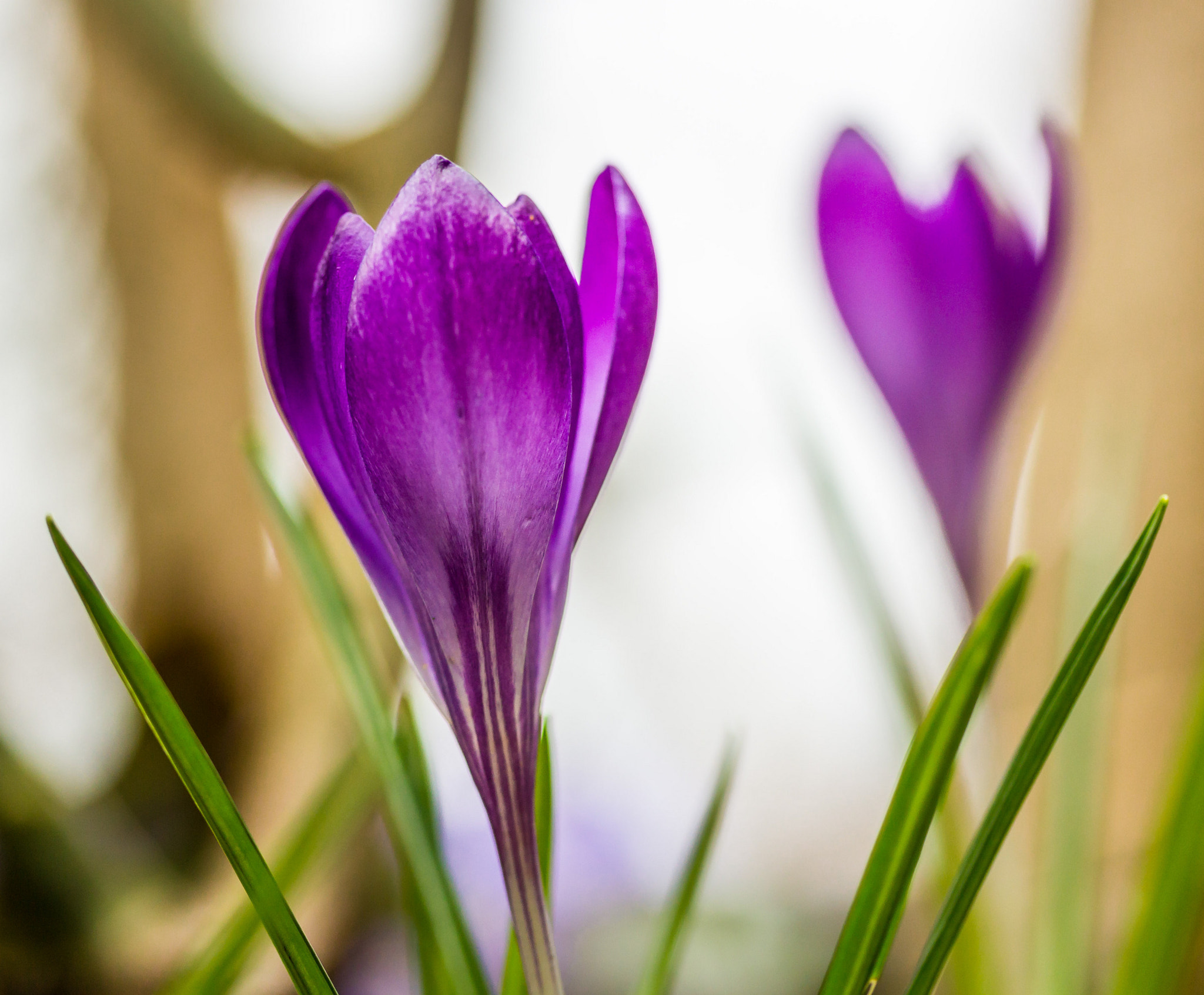 Canon EF-S 60mm F2.8 Macro USM sample photo. Springtime photography