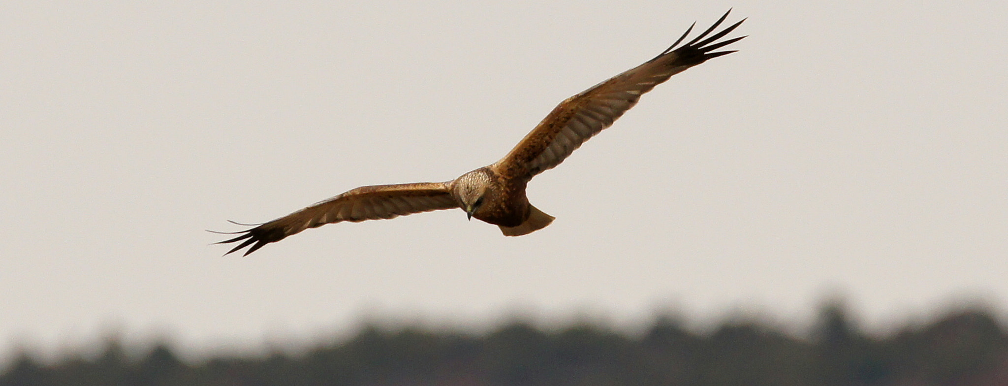 Sony SLT-A55 (SLT-A55V) + Tamron SP 150-600mm F5-6.3 Di VC USD sample photo. Harrier photography