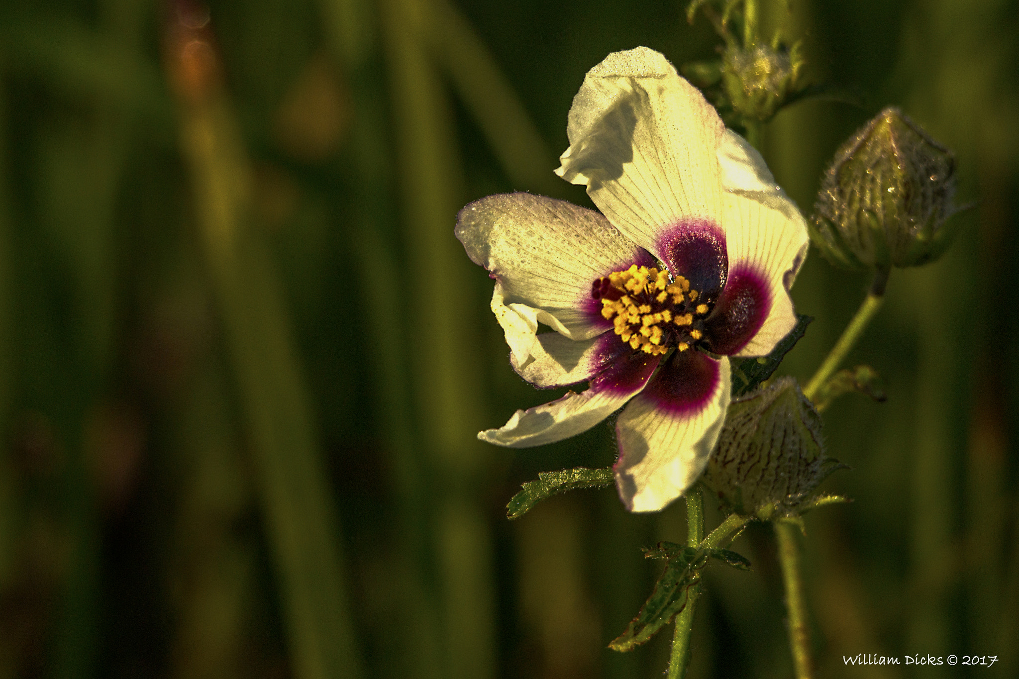 Sony SLT-A37 sample photo. White flower with purple center photography