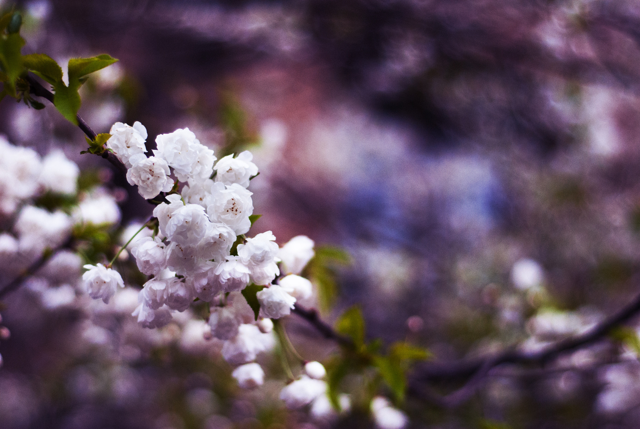 Nikon D200 + Nikon AF Nikkor 50mm F1.8D sample photo. Spring is coming photography