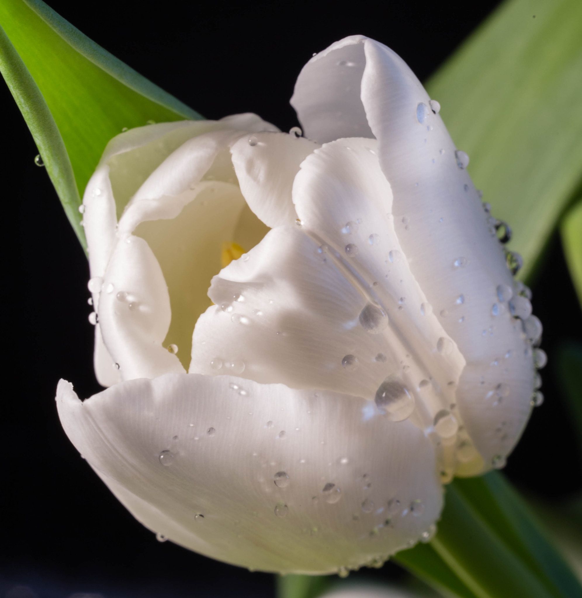 Canon EF 28-80mm f/3.5-5.6 sample photo. Tulip photography