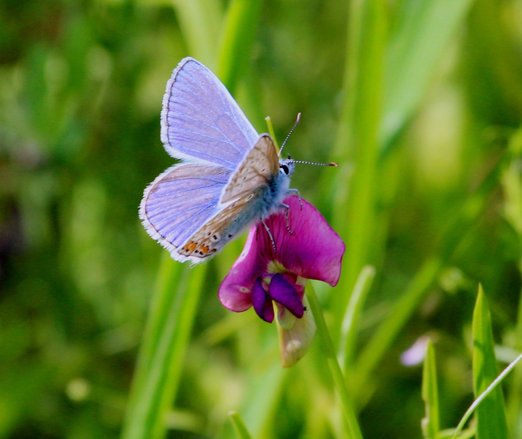 Canon EOS 600D (Rebel EOS T3i / EOS Kiss X5) sample photo. Common blue butterfly photography