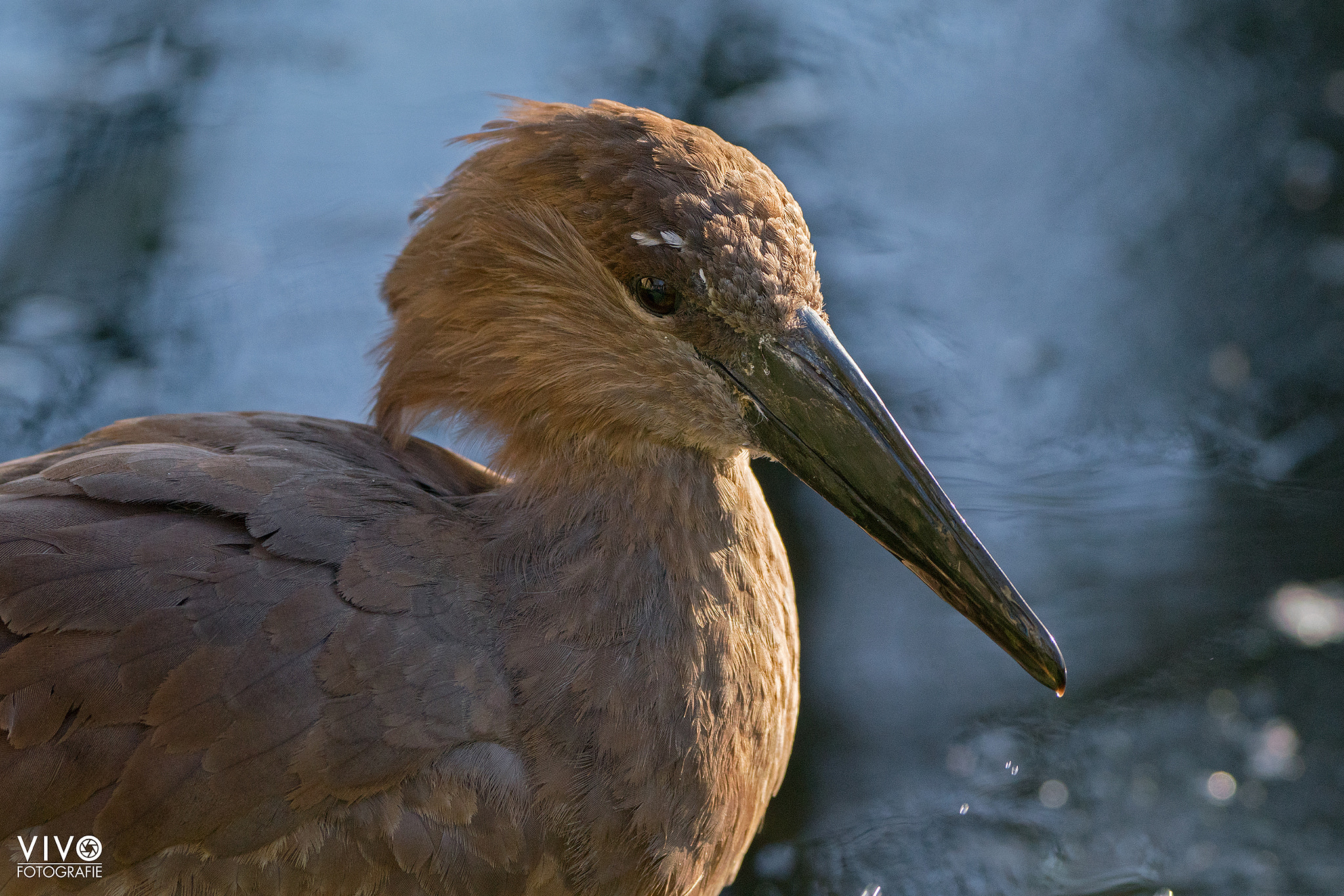 Sony a99 II + Sony 70-400mm F4-5.6 G SSM sample photo. Hammerhead photography