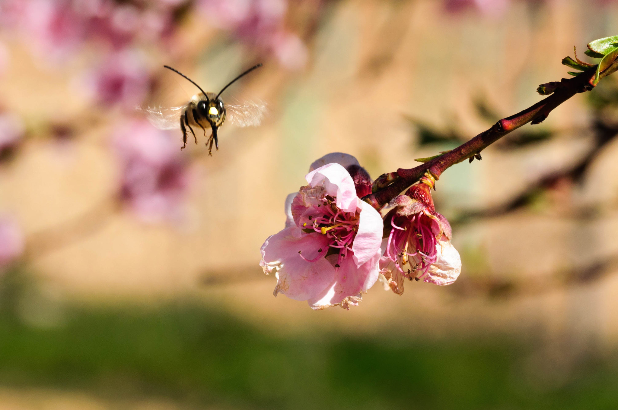 Nikon D90 + Tamron SP 90mm F2.8 Di VC USD 1:1 Macro (F004) sample photo. Bee flaying into flower photography