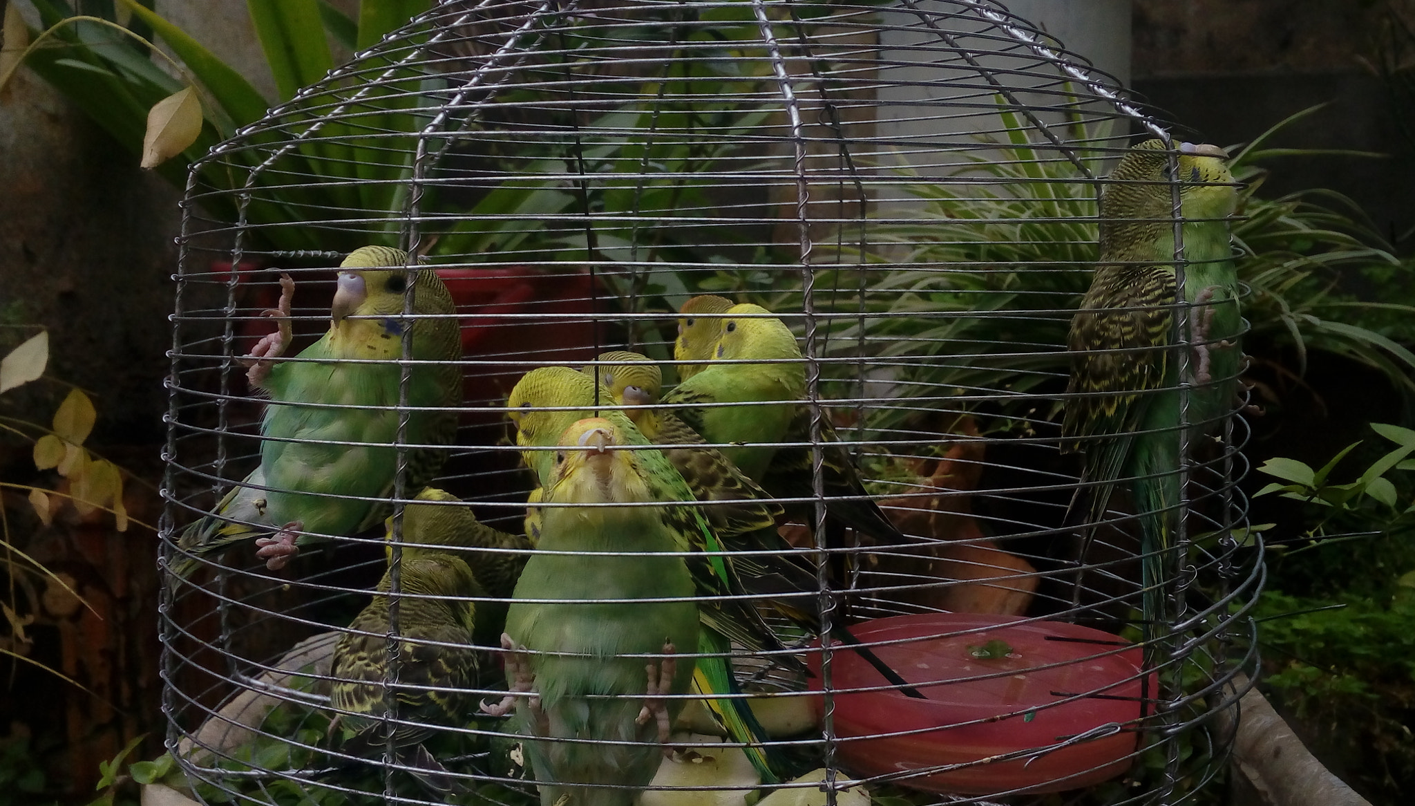 HTC DESIRE 628 DUAL SIM sample photo. Exotic birds  photography