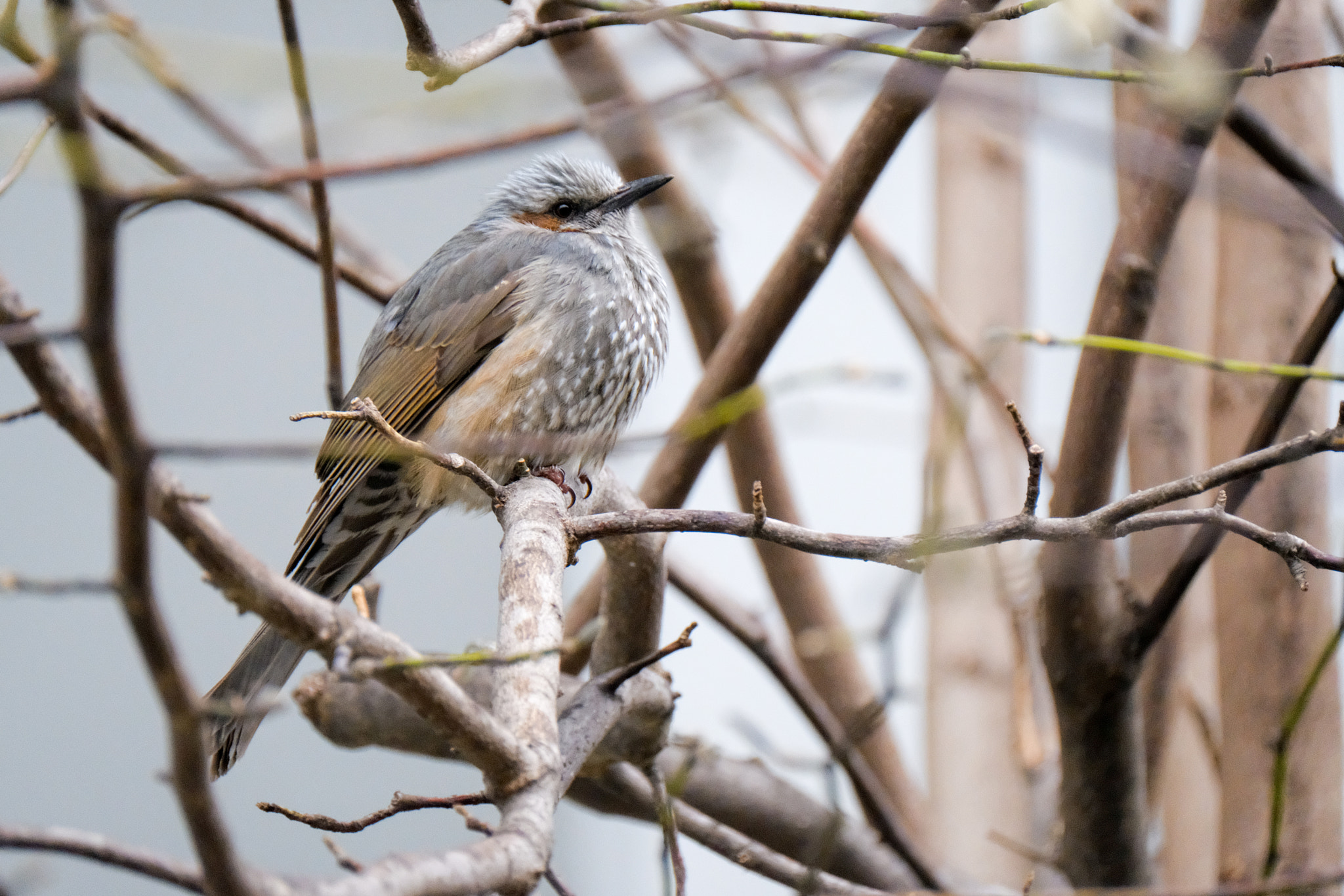 Fujifilm XF 100-400mm F4.5-5.6 R LM OIS WR sample photo. Dscf photography