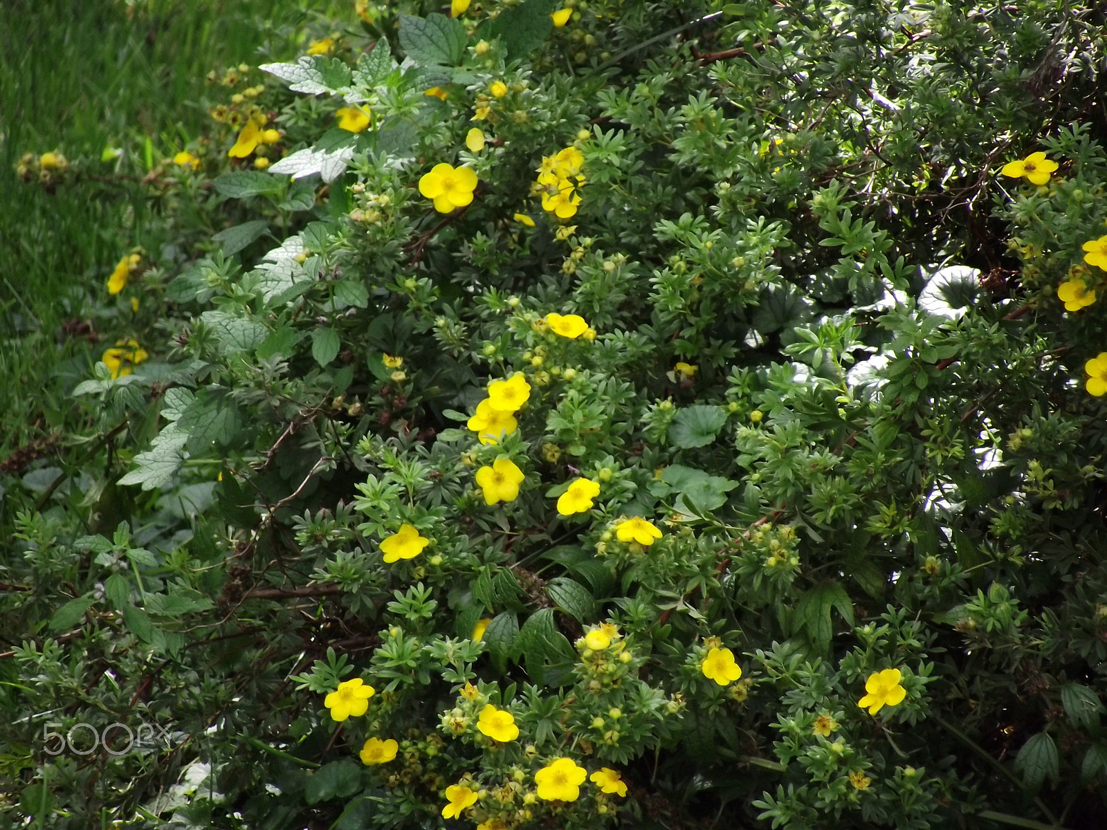 FujiFilm FinePix S1800 (FinePix S1880) sample photo. Small flowers on a summer lawn photography