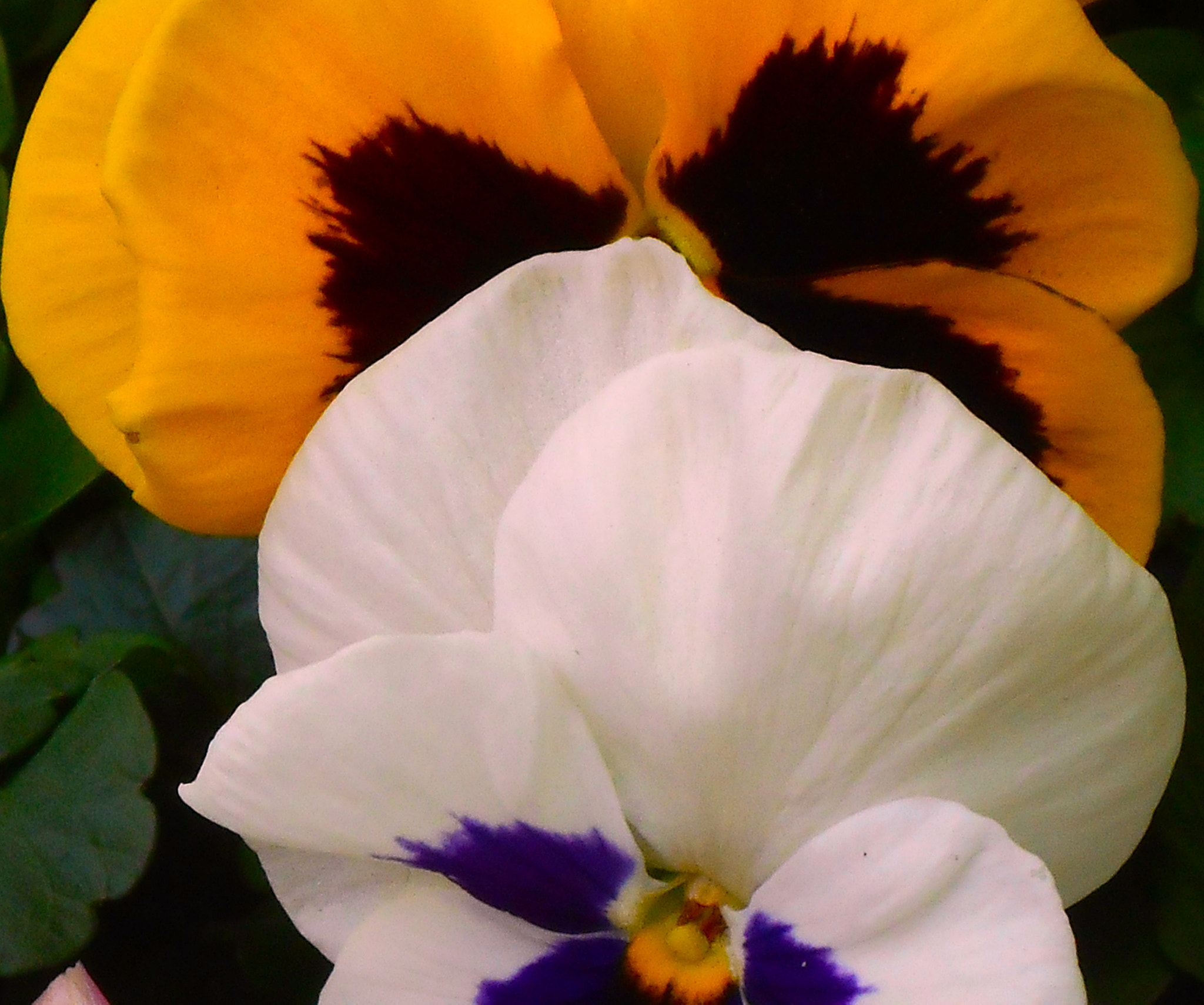 Nikon COOLPIX S3400 sample photo. Pansies photography