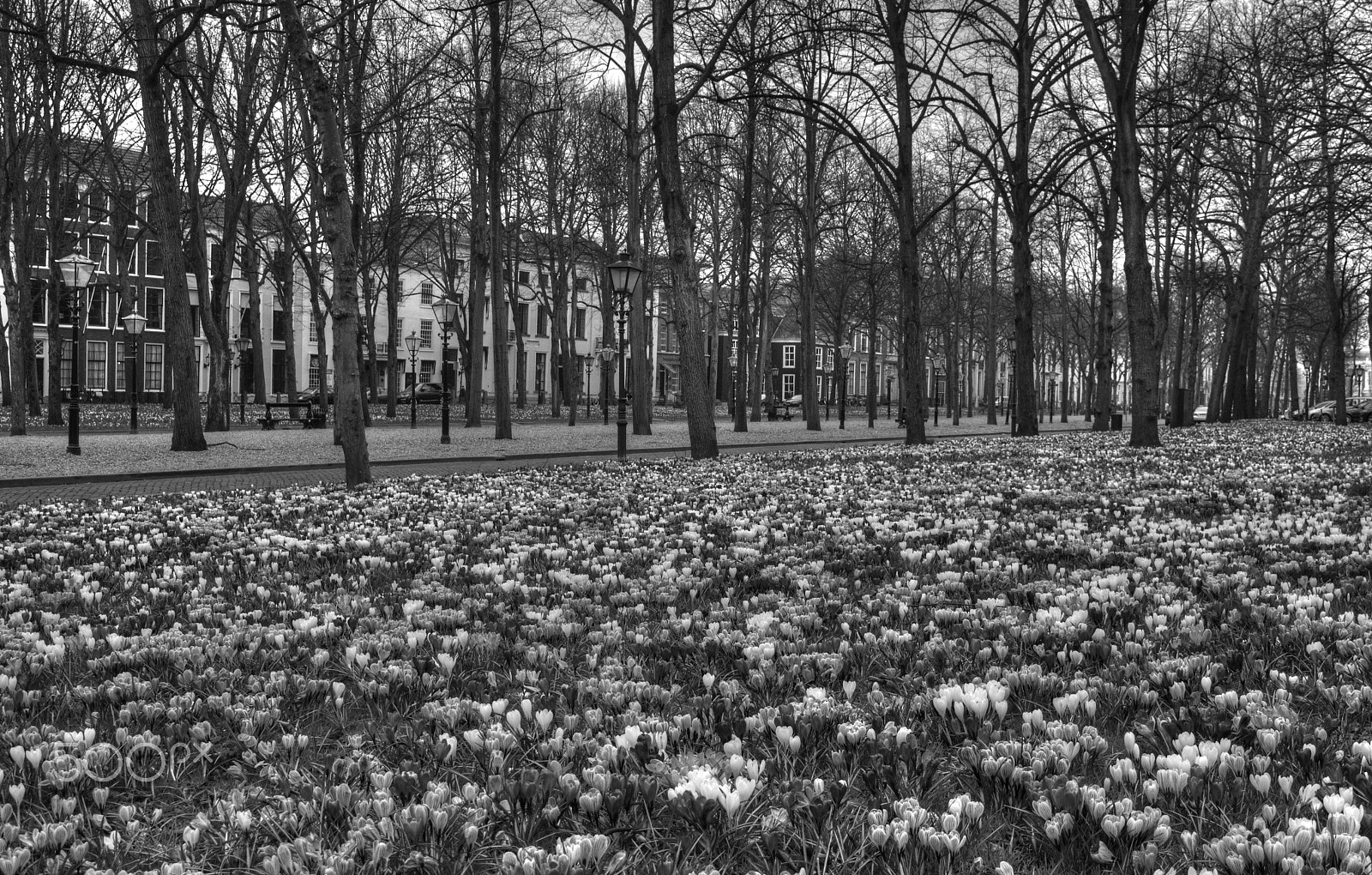 Nikon 1 J2 sample photo. Lange voorhout den haag photography