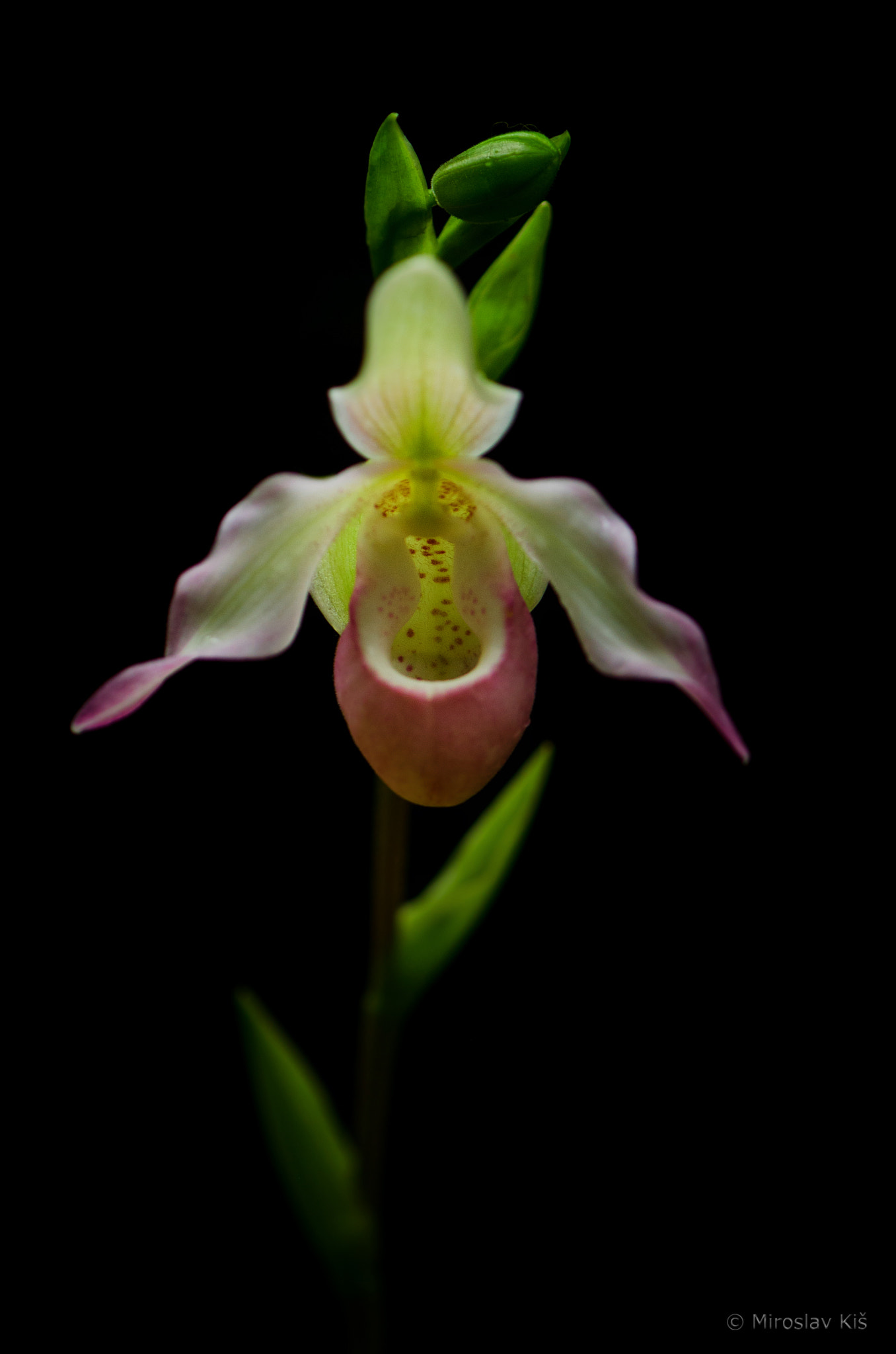 Nikon AF-S Micro-Nikkor 105mm F2.8G IF-ED VR sample photo. Phragmipedium sedenii photography