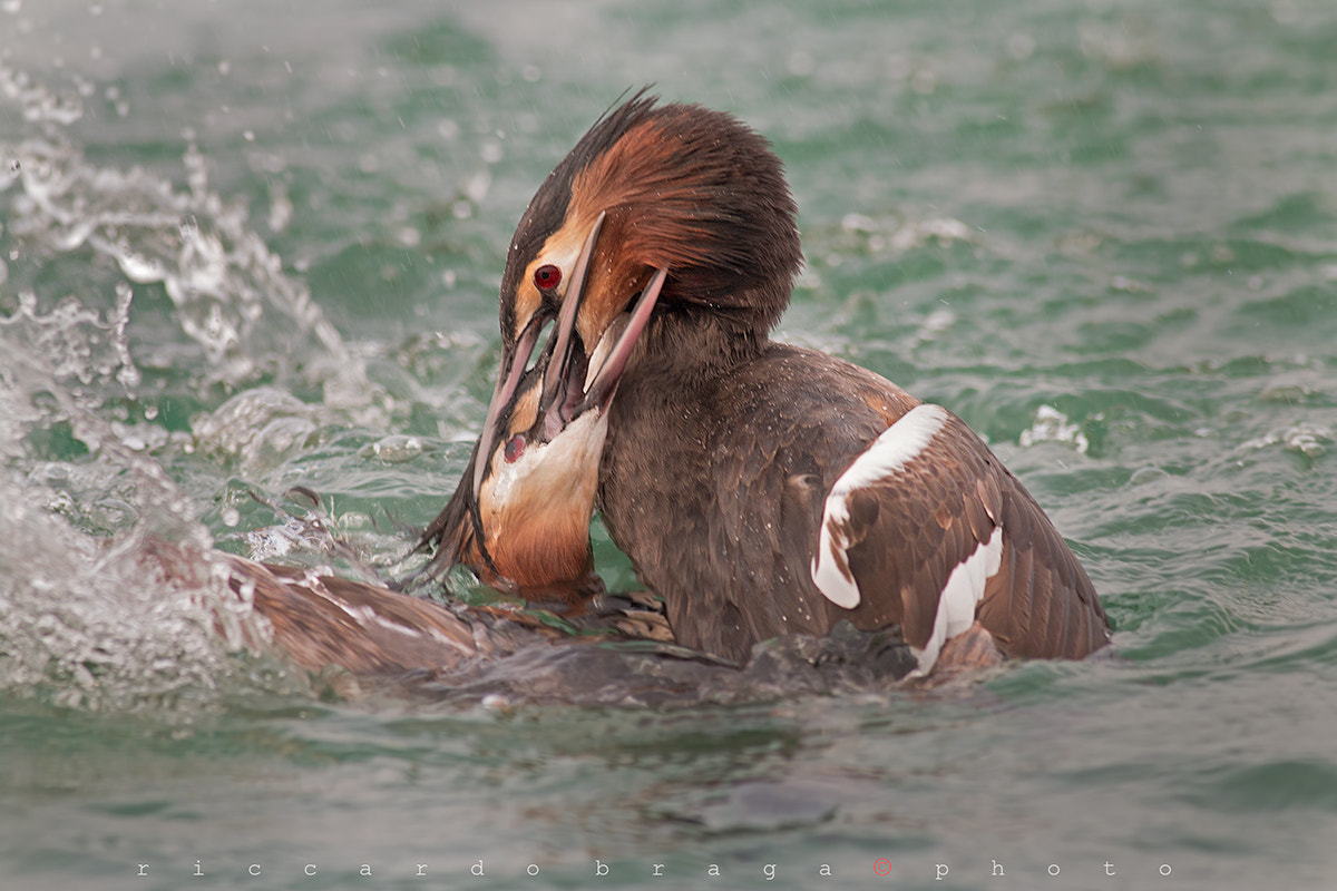 Canon EOS 70D + Canon EF 400mm F5.6L USM sample photo. Fighting between males photography