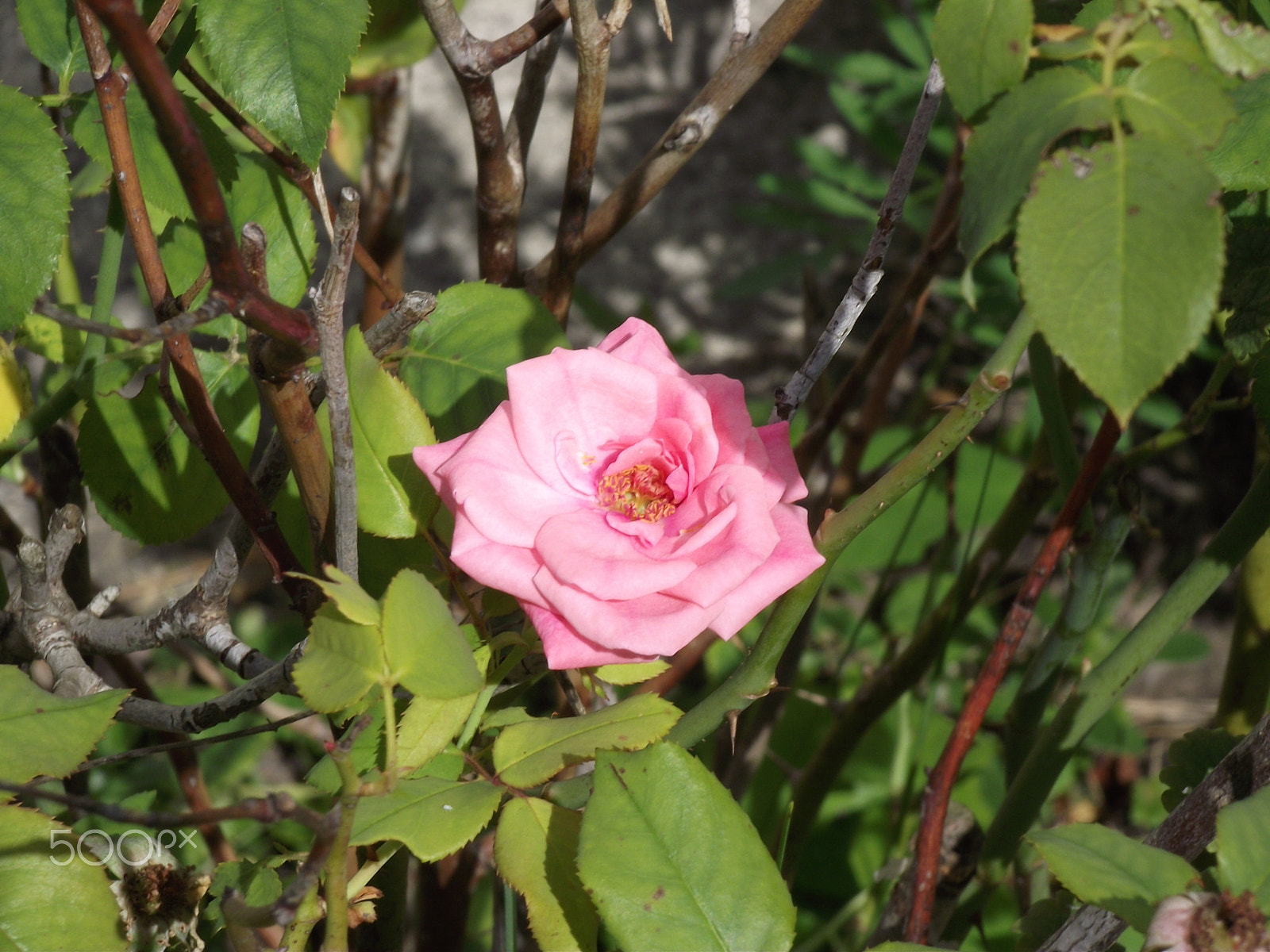 FujiFilm FinePix S1800 (FinePix S1880) sample photo. Pink rose in the summer sun photography