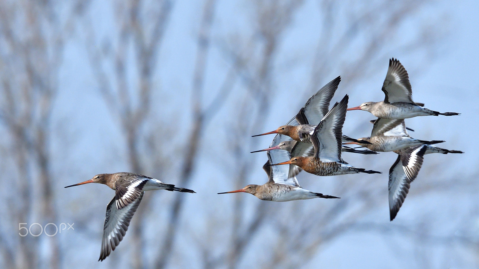 Sigma 150-600mm F5-6.3 DG OS HSM | S sample photo. Pittime photography