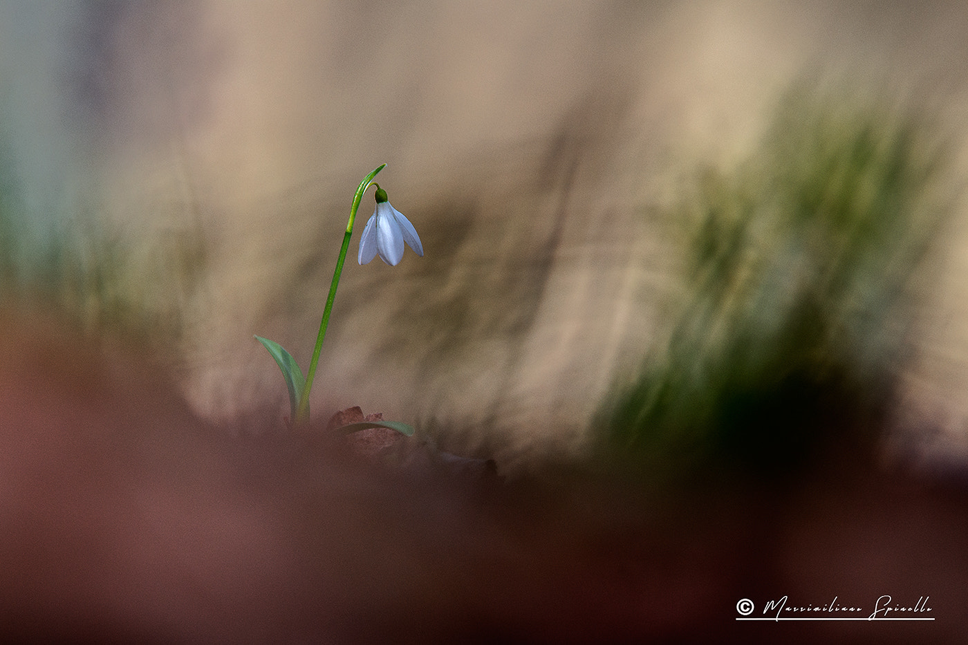 Nikon D800 + Sigma 300mm F2.8 APO EX DG HSM sample photo. Bucaneve (galanthus nivalas) photography