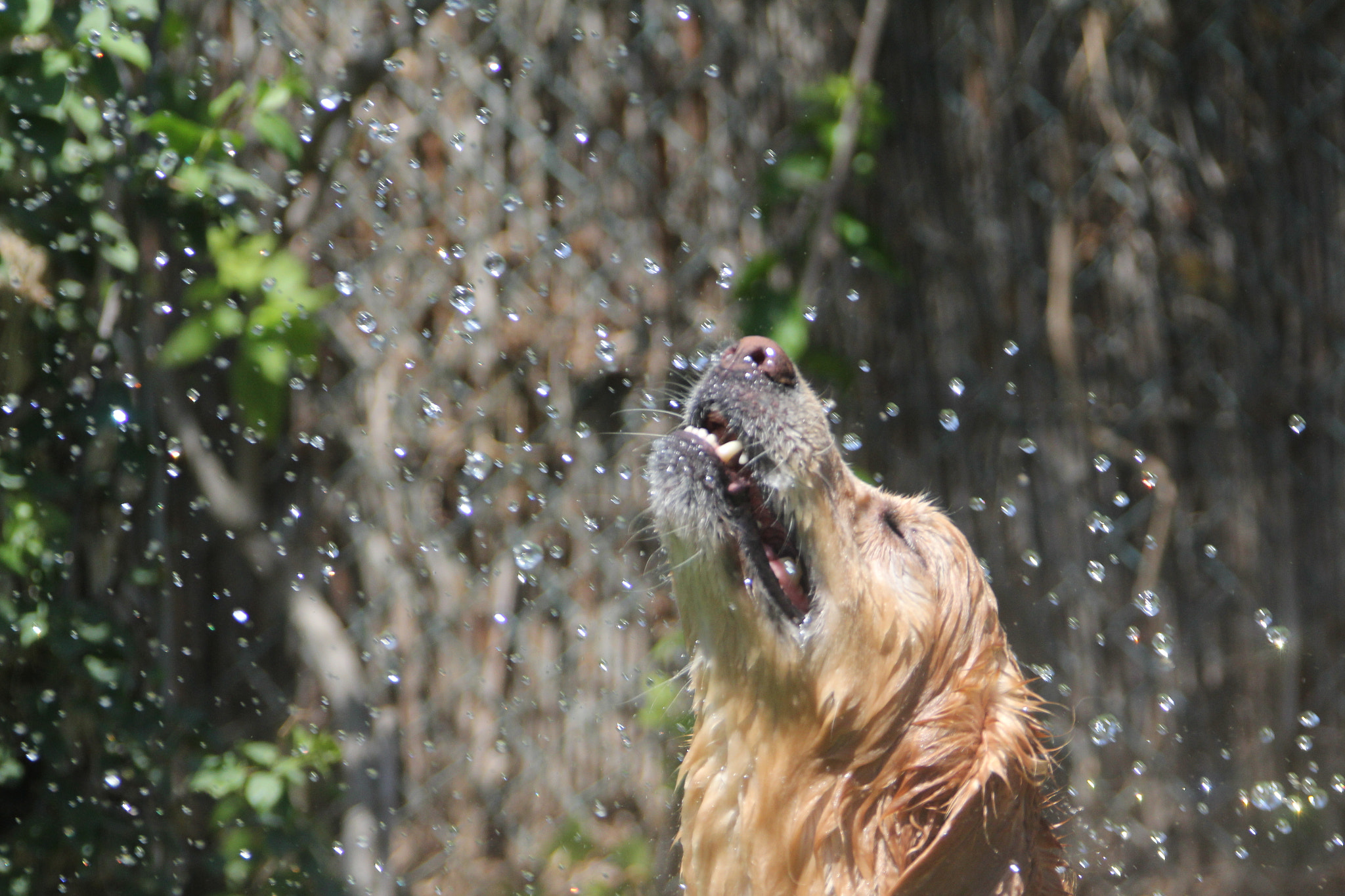 Canon EF 28-300mm F3.5-5.6L IS USM sample photo. Pure joy...by amina sabry photography