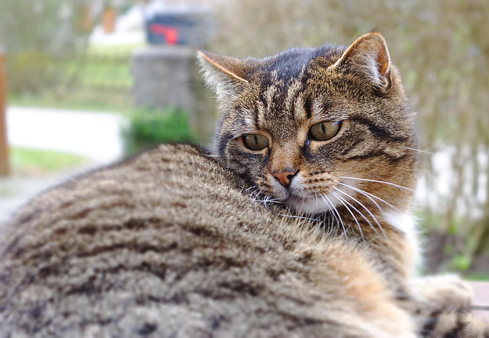 Sony ILCA-77M2 + Sony DT 35mm F1.8 SAM sample photo. Leo photography