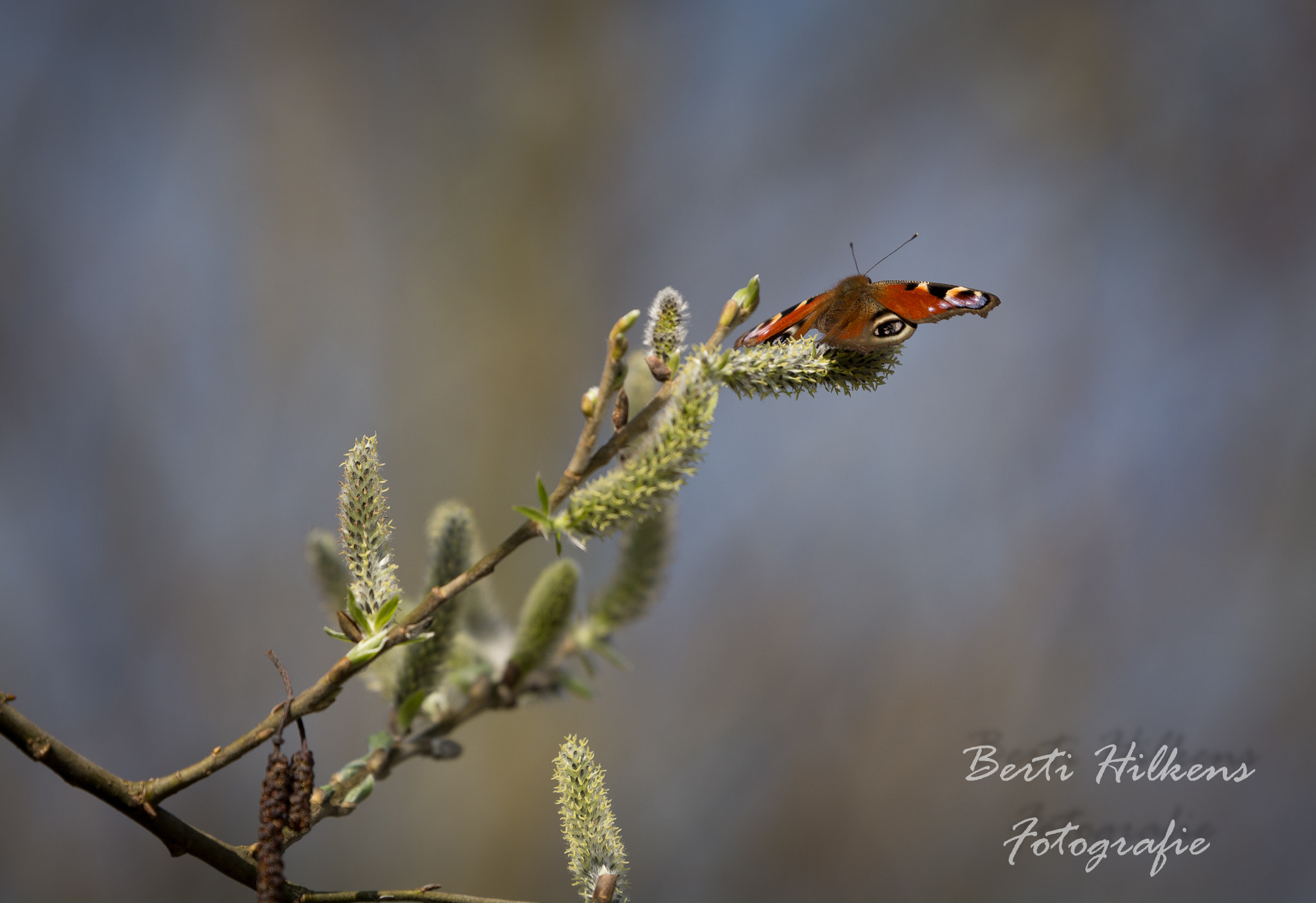 Nikon D7100 + Tamron SP 70-200mm F2.8 Di VC USD sample photo. Butterfly photography