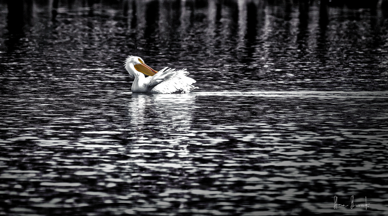 Sigma 150-600mm F5-6.3 DG OS HSM | C sample photo. Groming photography