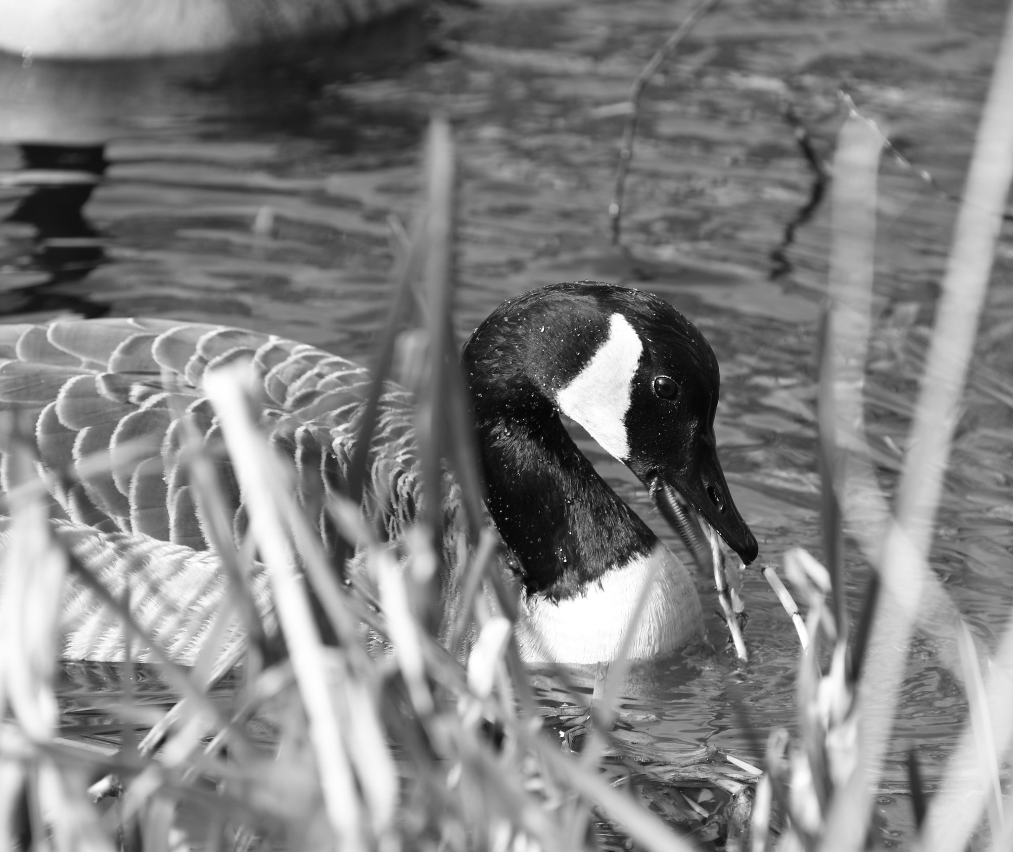 Nikon D500 sample photo. Edited photography