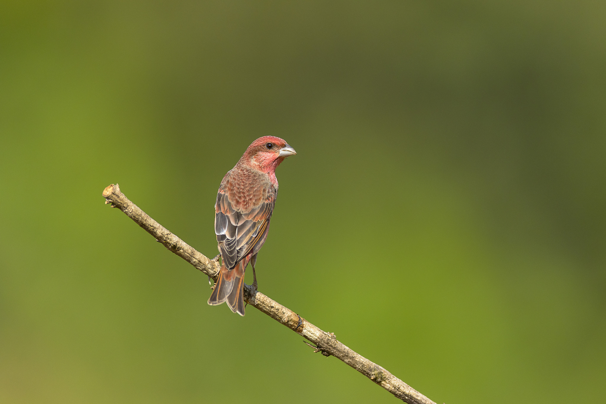 Canon EF 600mm f/4L IS sample photo. Common rosefinch (male) photography