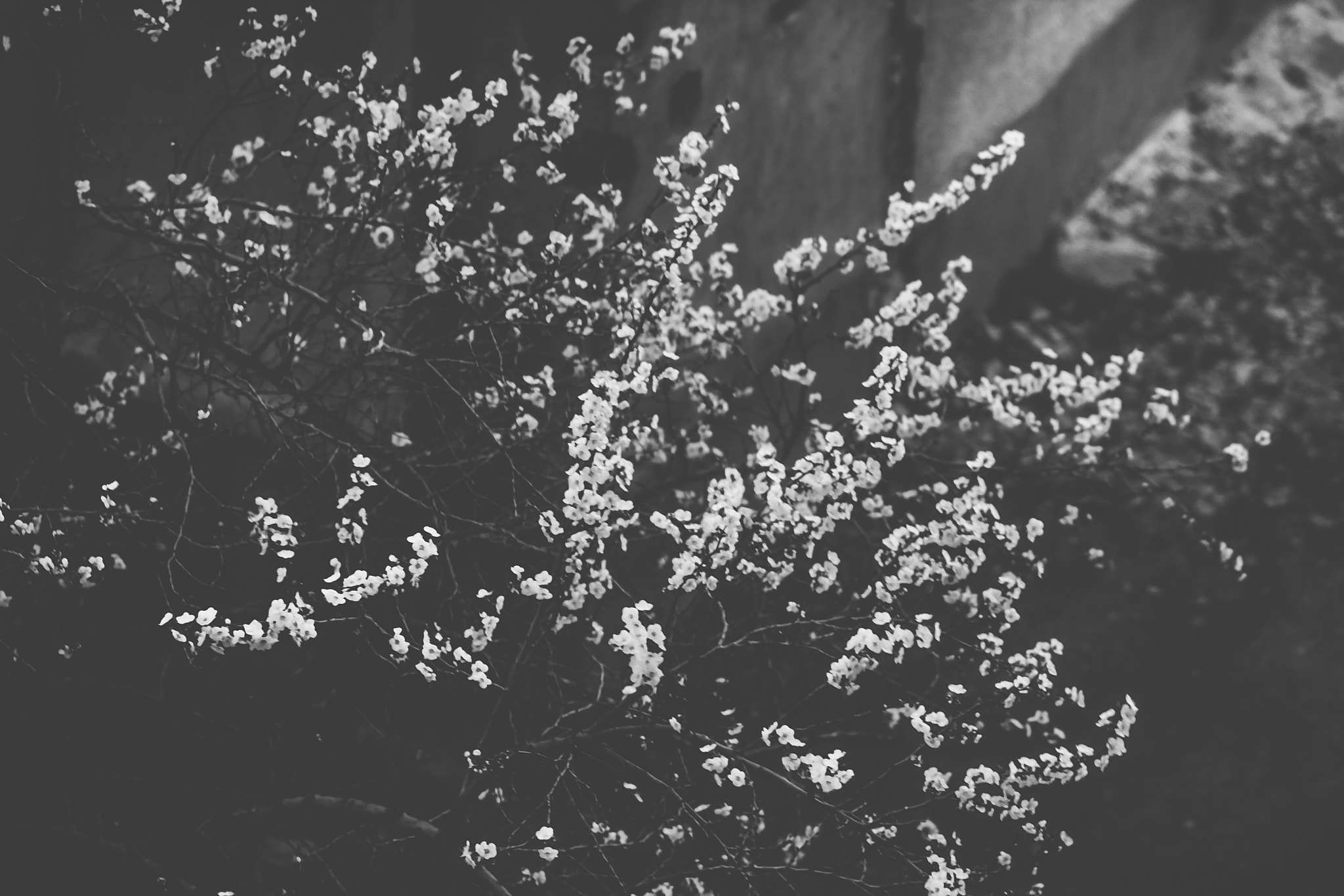 Canon EF 35-80mm f/4-5.6 sample photo. Mg photography