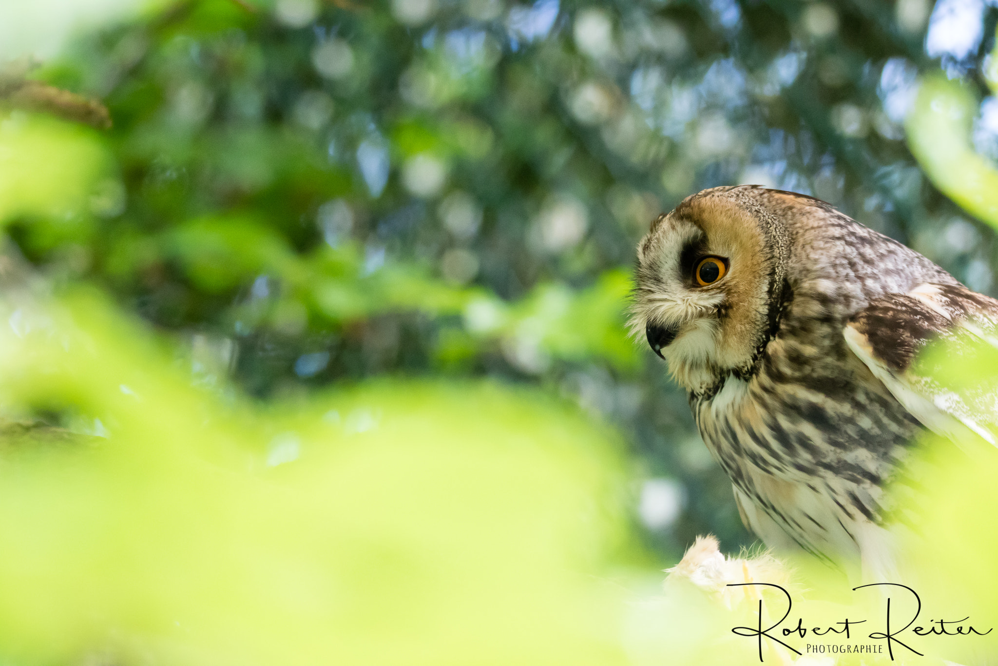 150-600mm F5-6.3 DG OS HSM | Sports 014 sample photo. Boreal owl photography