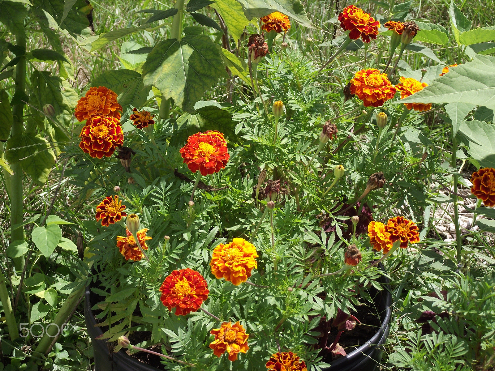 FujiFilm FinePix S1800 (FinePix S1880) sample photo. Orange marigolds in the summer sun photography