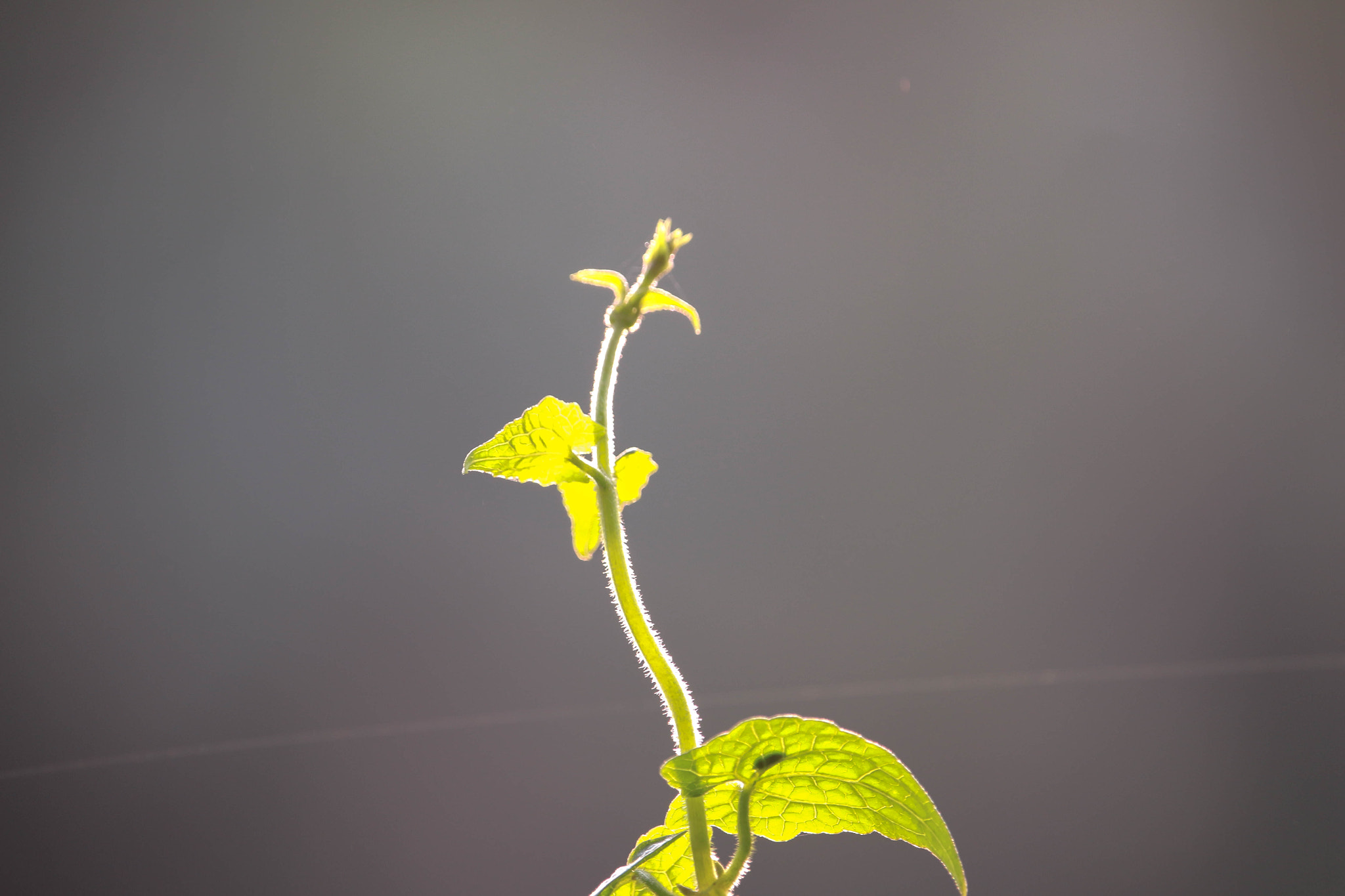 Canon EF-S 55-250mm F4-5.6 IS STM sample photo. Rasing high photography