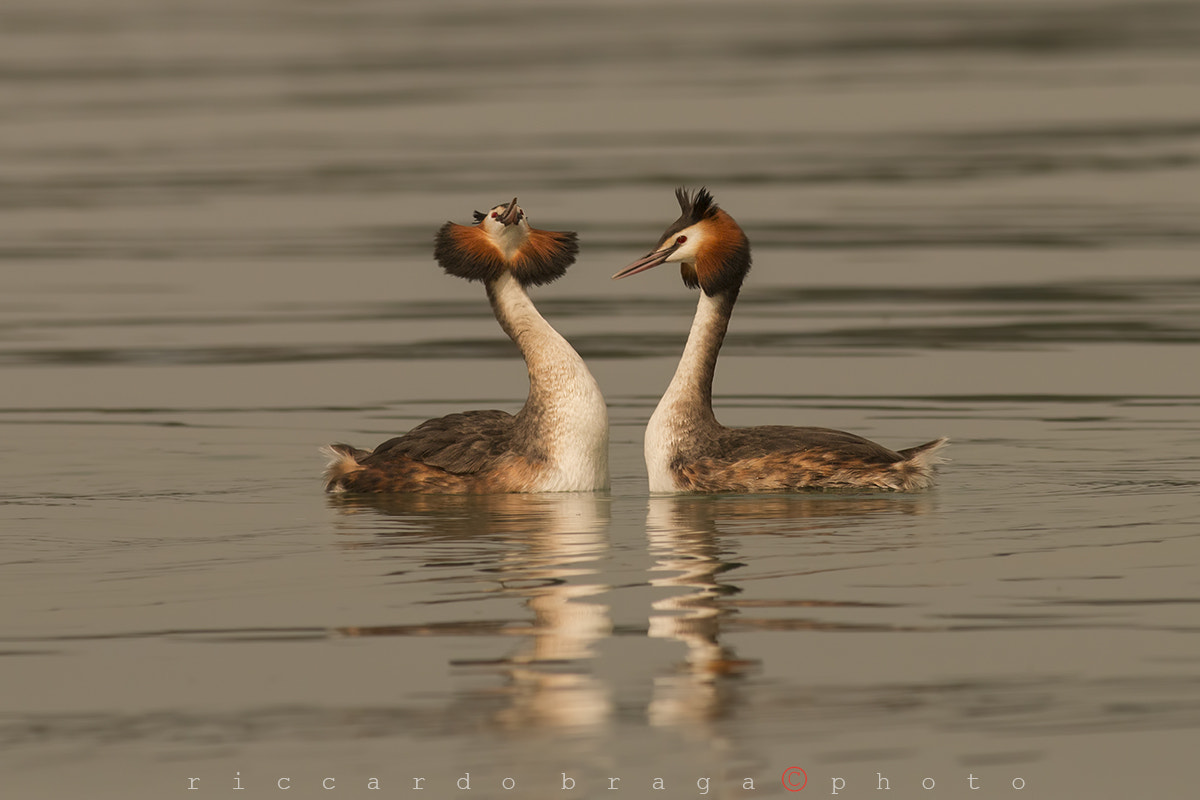Canon EOS 70D + Canon EF 400mm F5.6L USM sample photo. Courtship photography