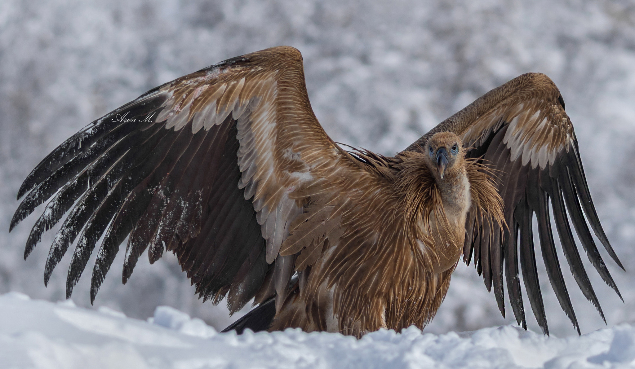 Nikon D7200 + Sigma 150-500mm F5-6.3 DG OS HSM sample photo. Wide open wings photography