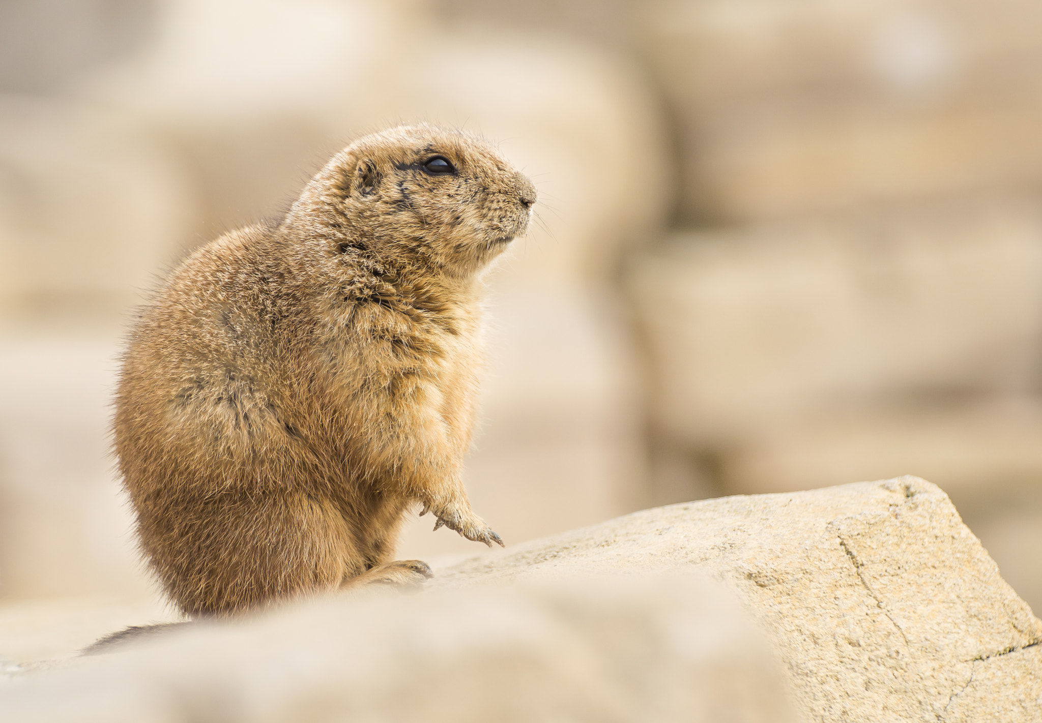 Nikon D3200 sample photo. Prairiedog on the lookout photography