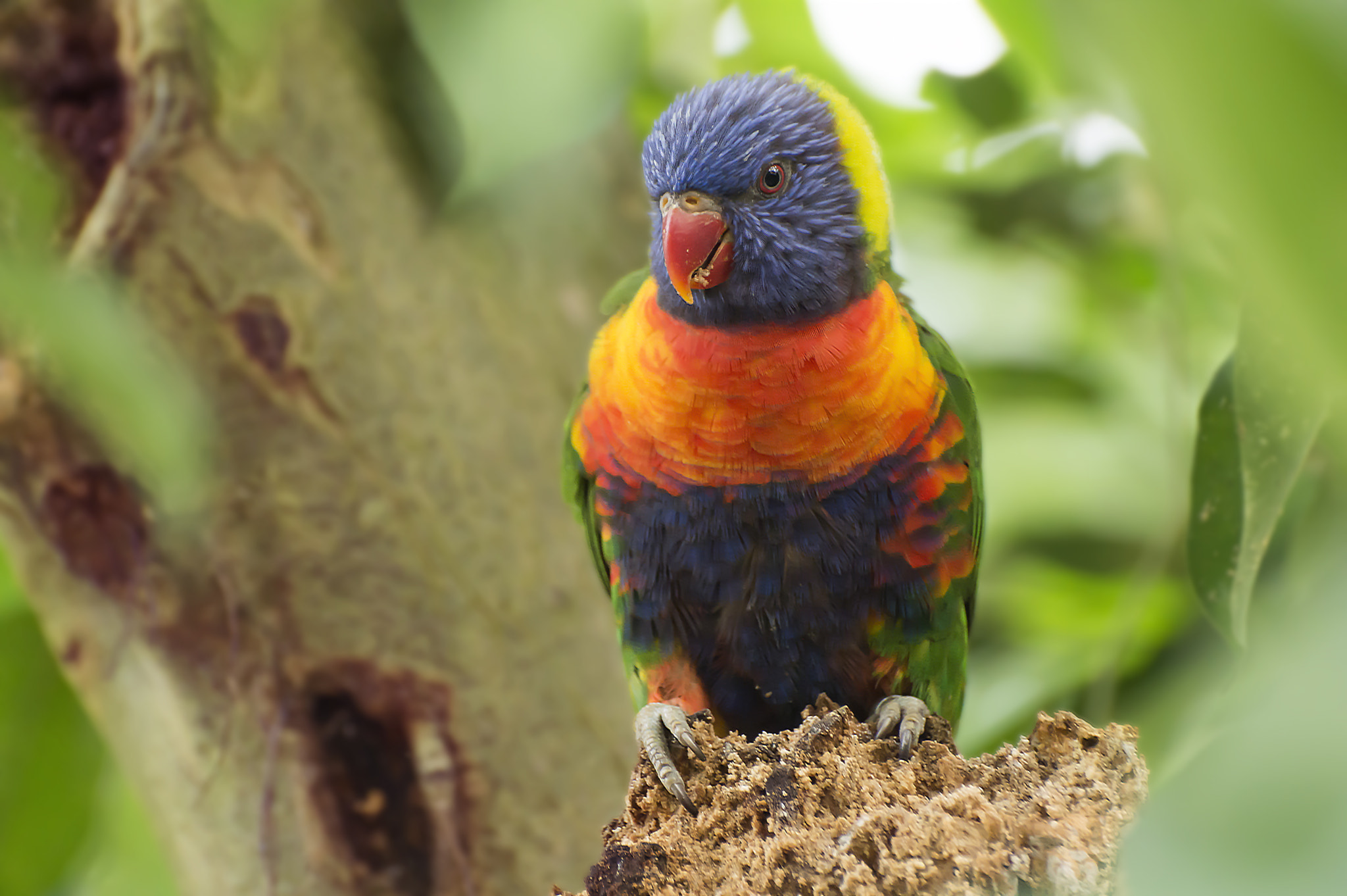 Nikon D3200 sample photo. Parrot photography