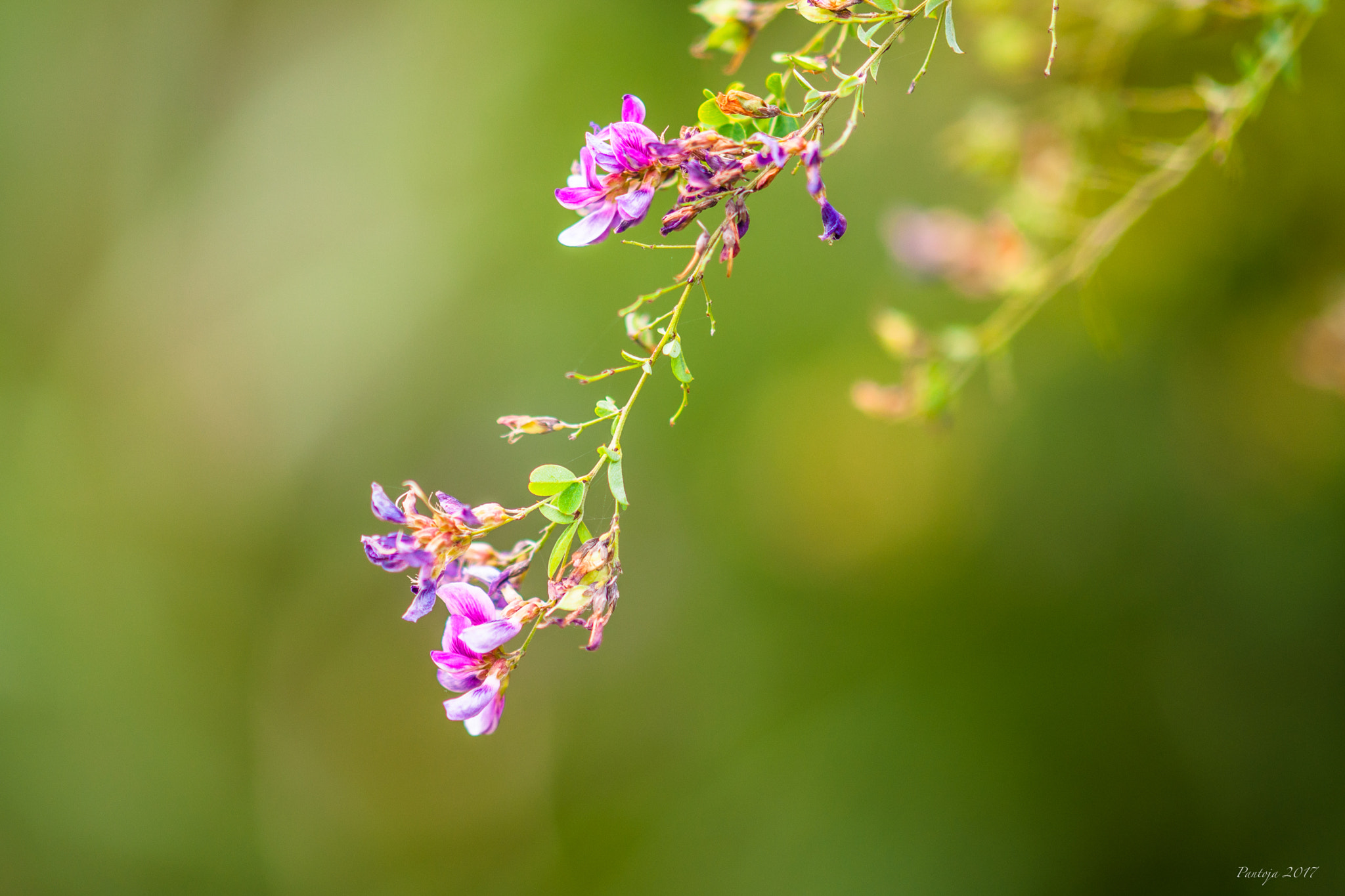 Sony Sonnar T* 135mm F1.8 ZA sample photo. Creamy bokeh photography