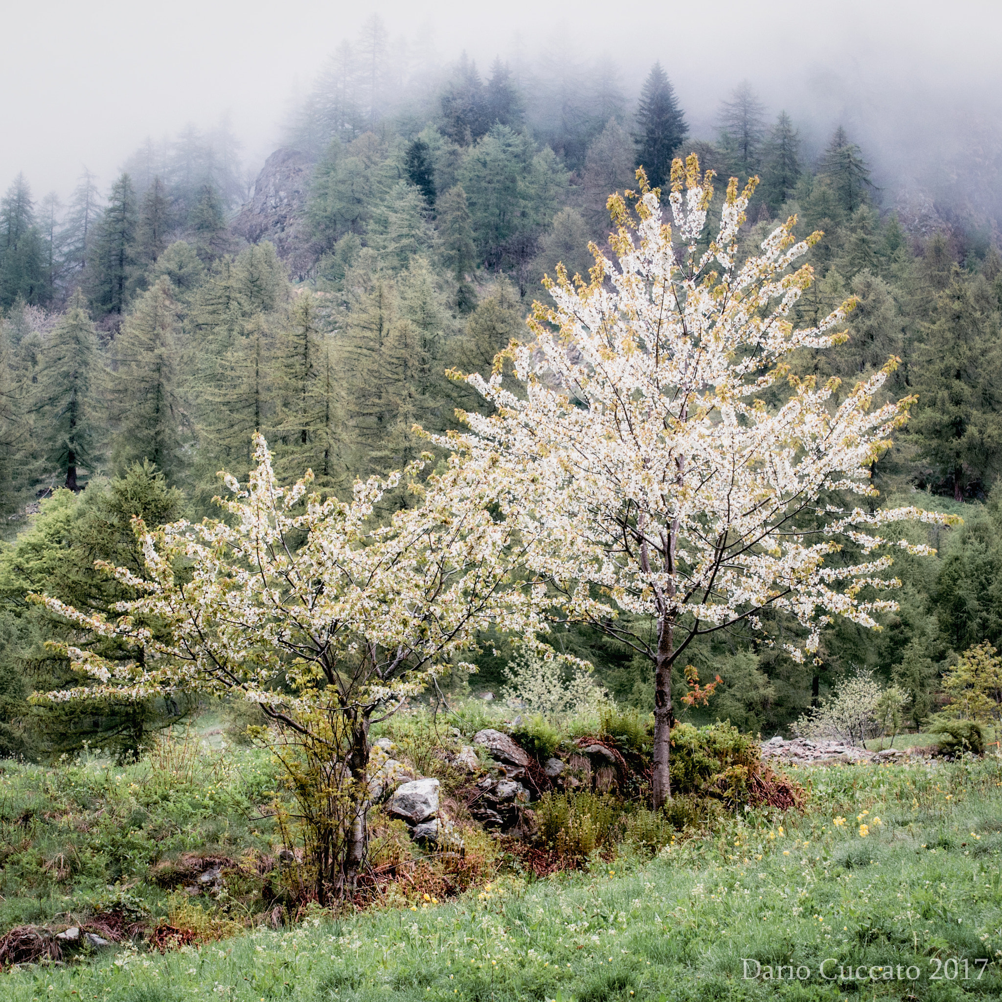 Nikon D300 sample photo. A fairy spring photography