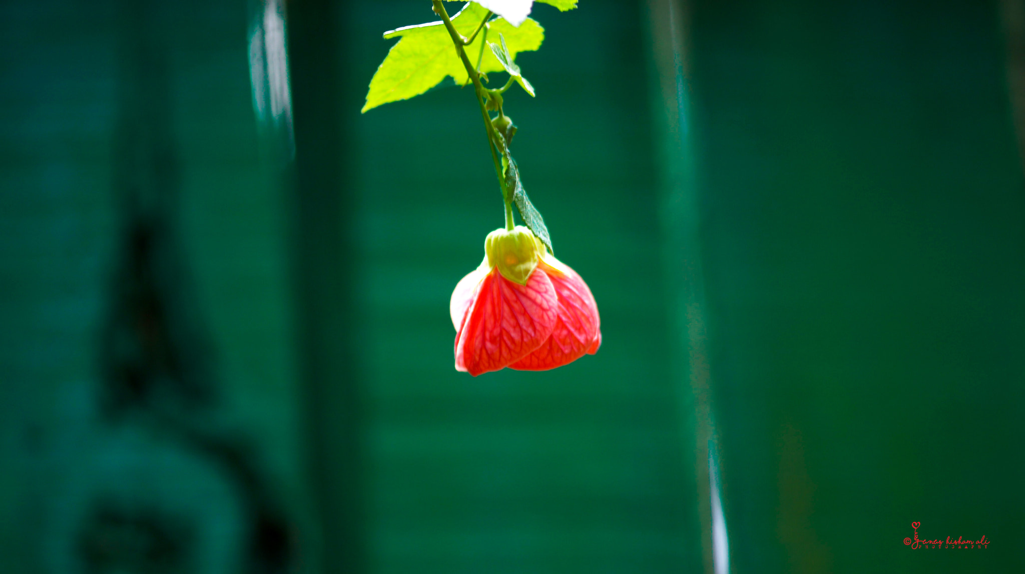 Sony SLT-A55 (SLT-A55V) + 105mm F2.8 sample photo. Flower photography