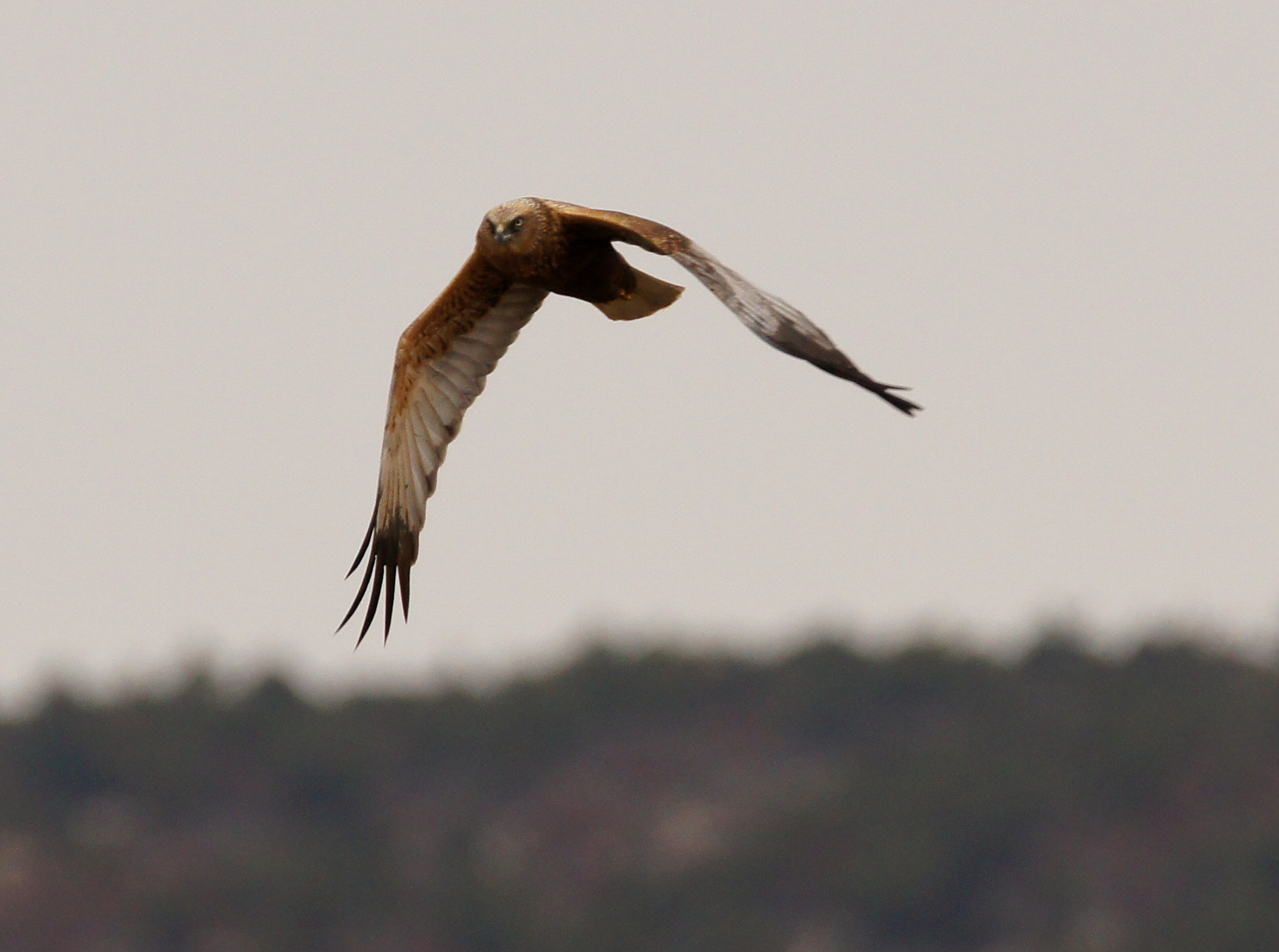 Sony SLT-A55 (SLT-A55V) + Tamron SP 150-600mm F5-6.3 Di VC USD sample photo. Harier 2 photography