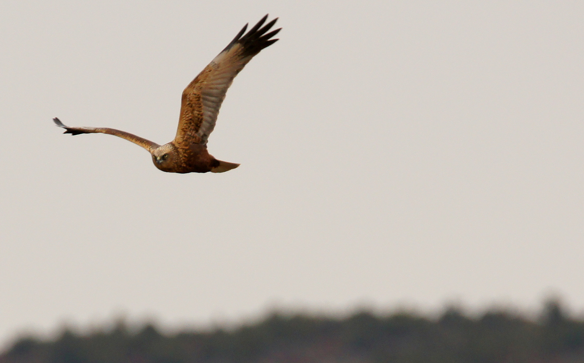 Sony SLT-A55 (SLT-A55V) + Tamron SP 150-600mm F5-6.3 Di VC USD sample photo. Harrier 3 photography