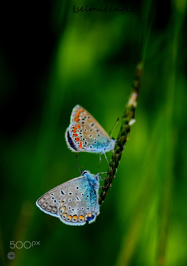Nikon AF-S Micro-Nikkor 105mm F2.8G IF-ED VR sample photo. Sel_7438-1234.jpg photography