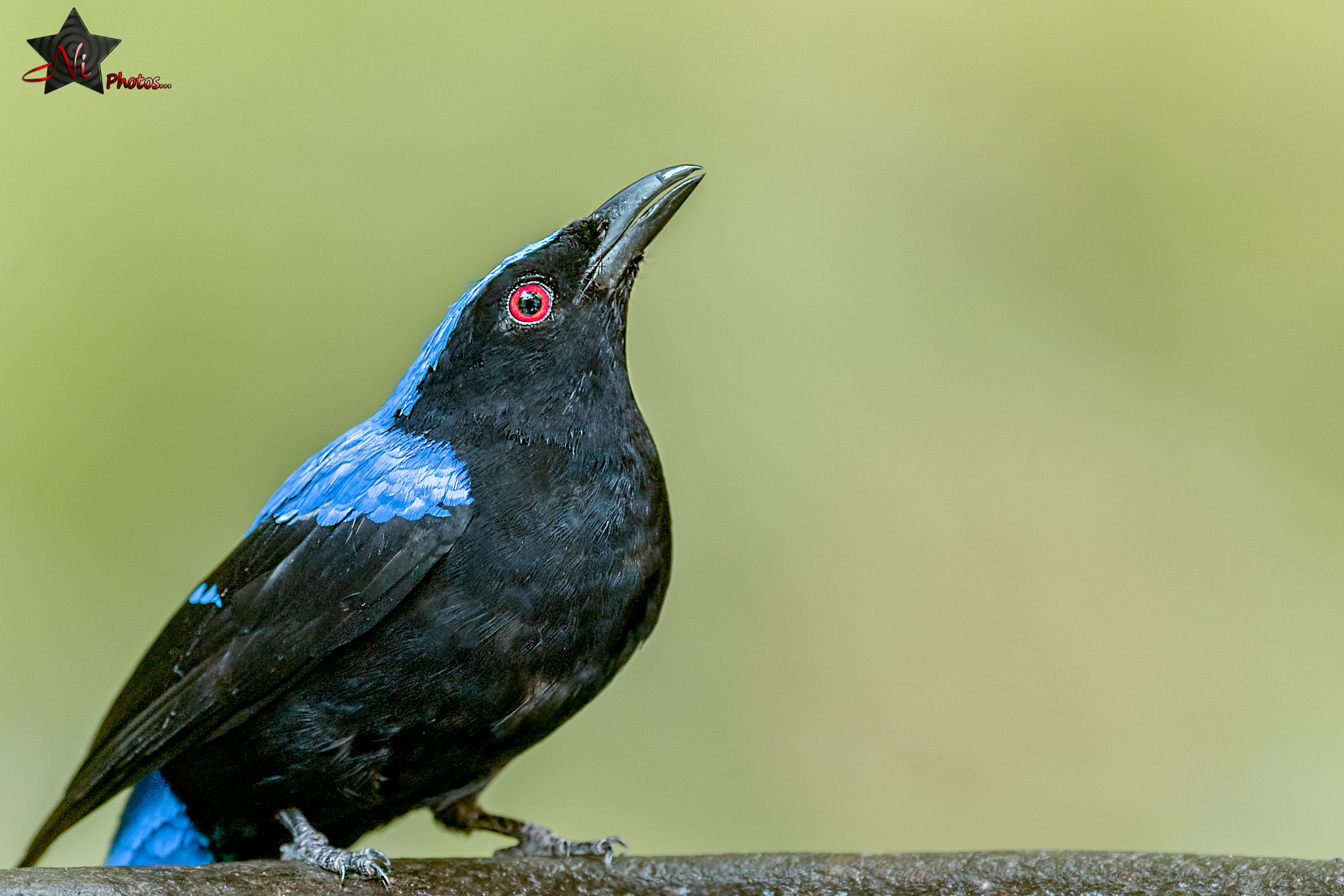 Nikon AF-S Nikkor 600mm F4E FL ED VR sample photo. Fairy bluebird photography