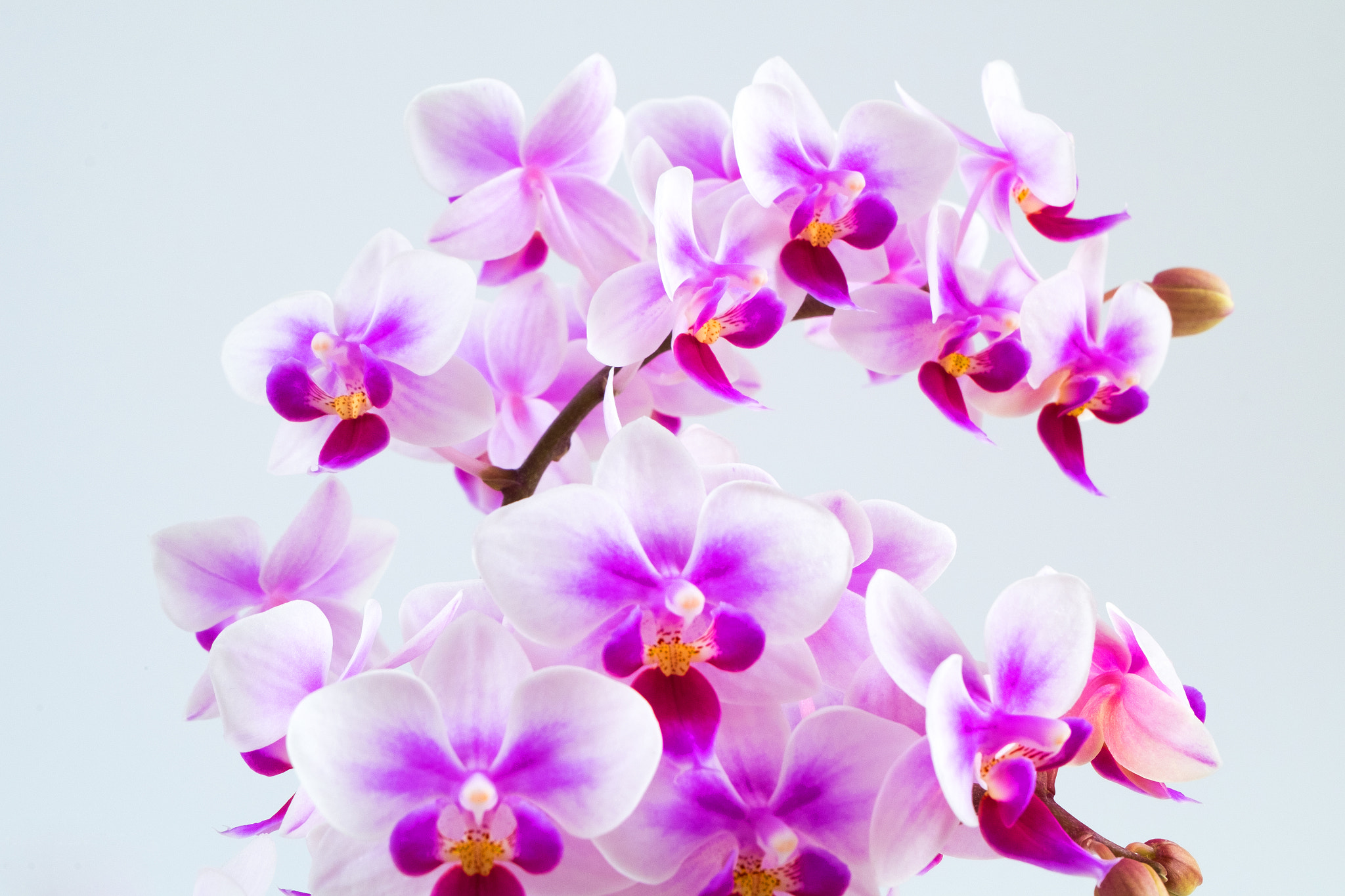 Fujifilm XC 16-50mm F3.5-5.6 OIS sample photo. Pink orchids photography