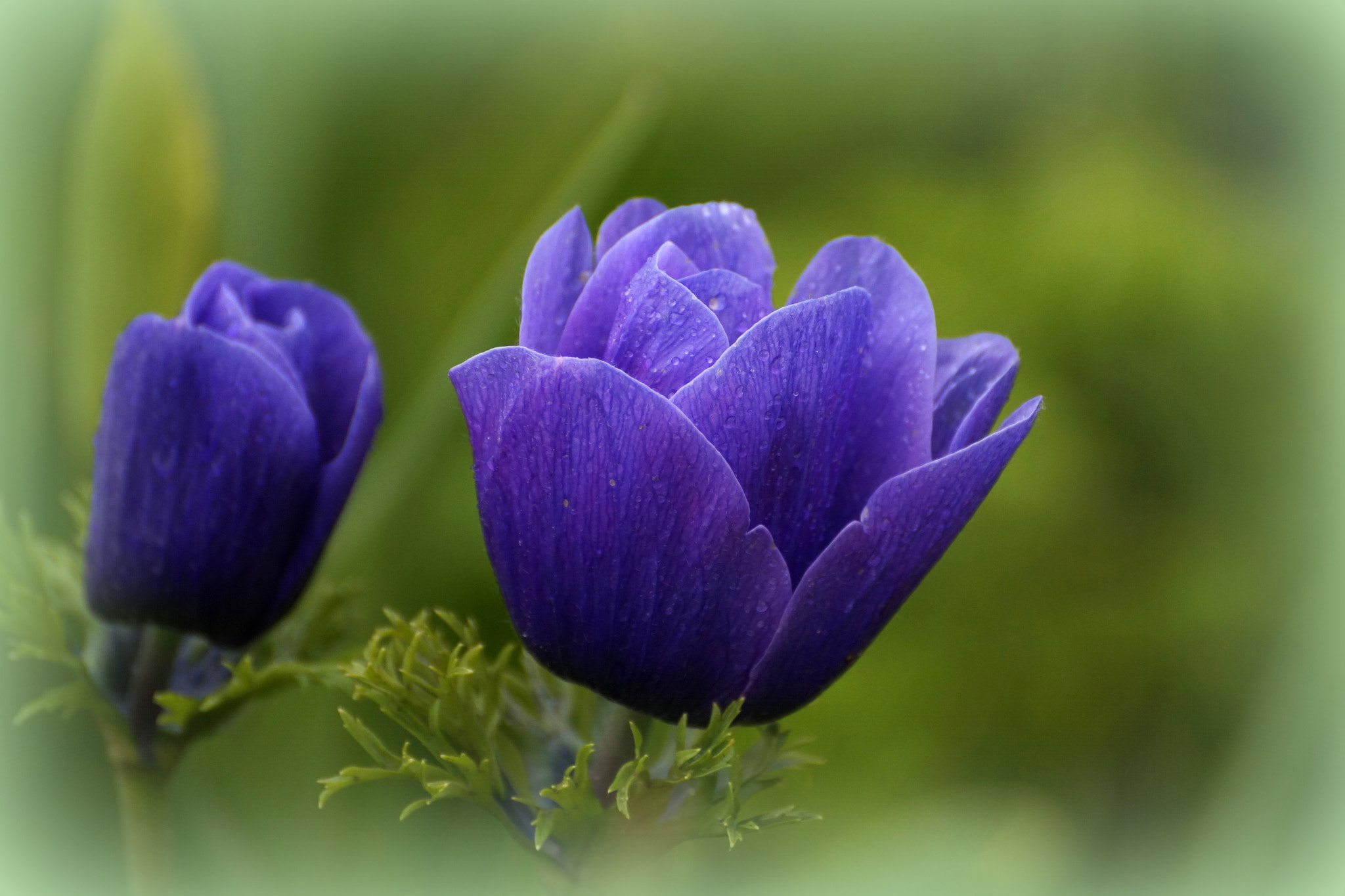 Sony DT 55-300mm F4.5-5.6 SAM sample photo. Anemone photography