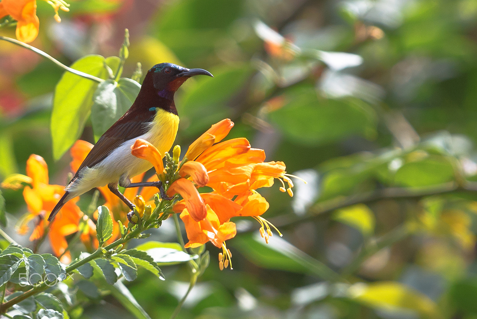 Canon EOS 500D (EOS Rebel T1i / EOS Kiss X3) + Canon EF 70-200mm F4L IS USM sample photo. Sunbird sipping photography