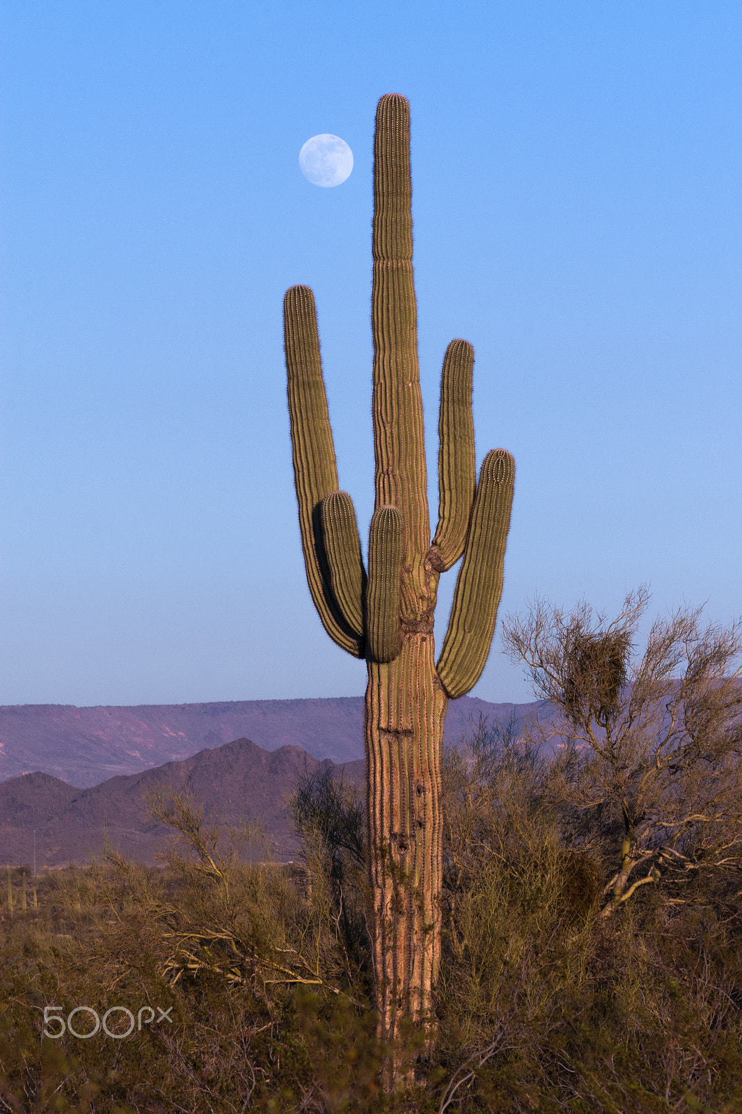 Canon EOS 30D + Canon EF 75-300mm F4.0-5.6 IS USM sample photo. Saguaro and moon photography