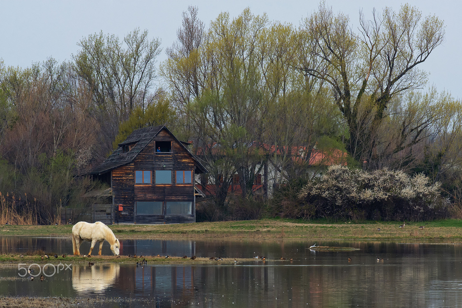 Nikon D7200 sample photo. Camargue horse into the natural reserve photography